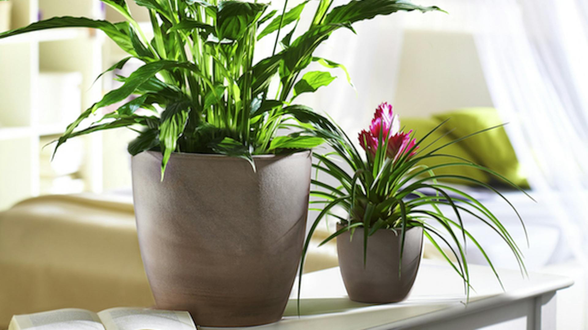 Zwei Pflanzen in großen und kleinen Übertöpfen