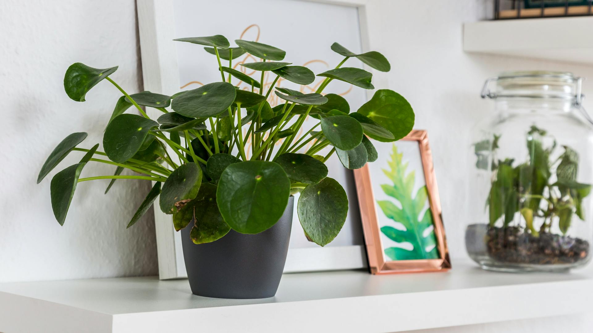 Ufopflanze auf einem Regal