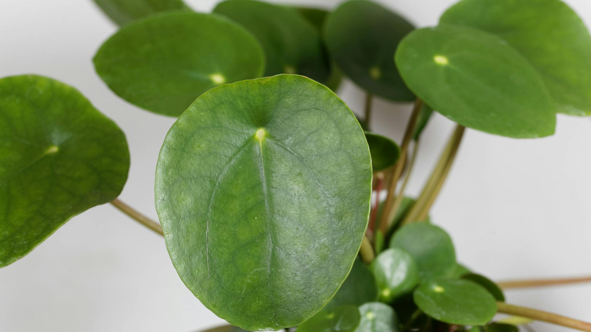 Blätter der Ufopflanze