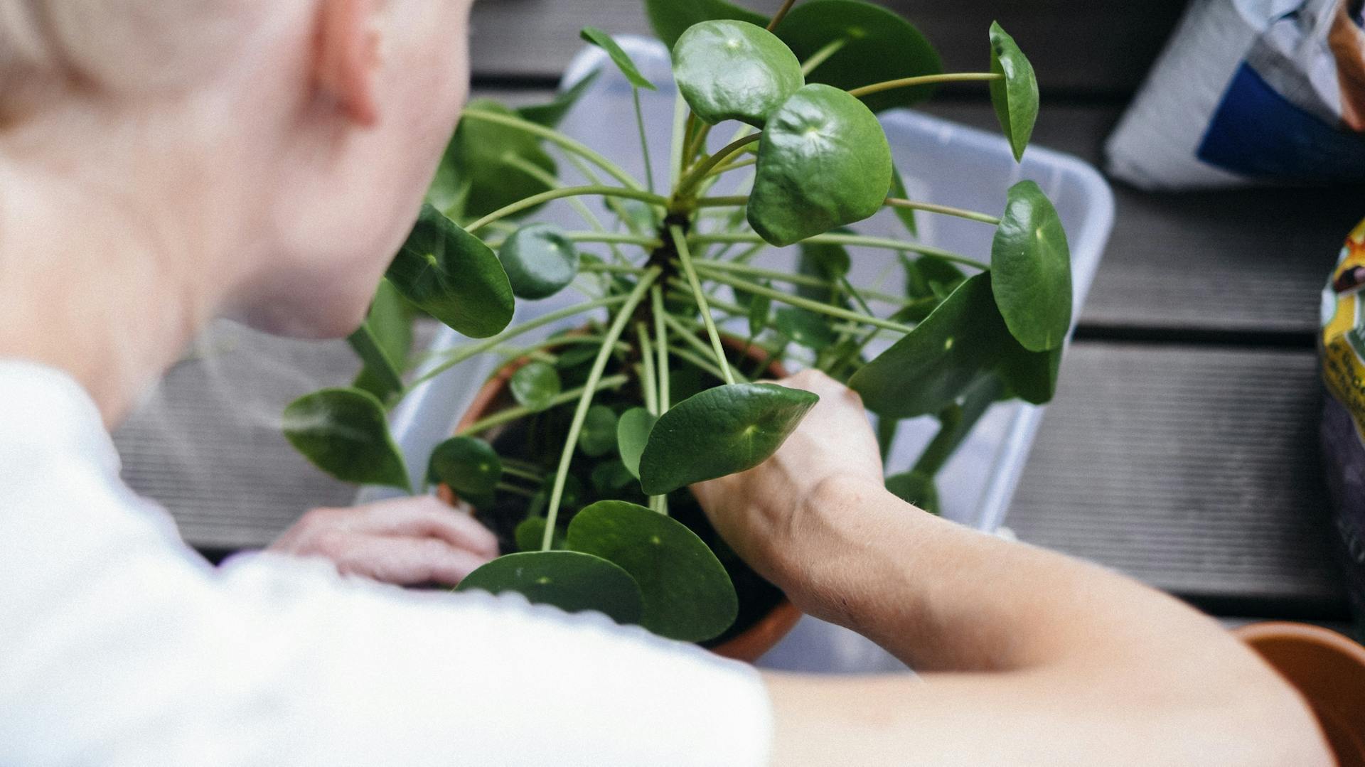 Eine Frau topft eine Ufopflanze um.