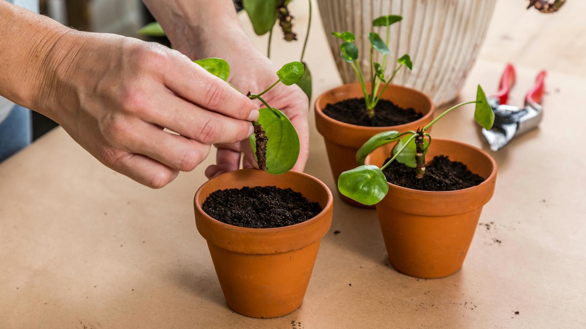 Junge Ufopflanzen werden in Töpfen vermehrt