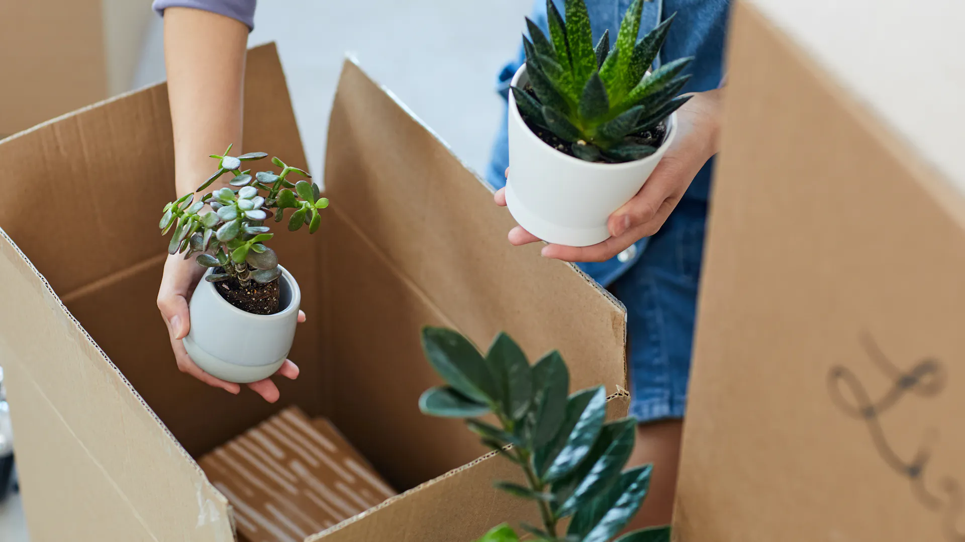 Piante da appartamento vengono imballate in una scatola da trasloco