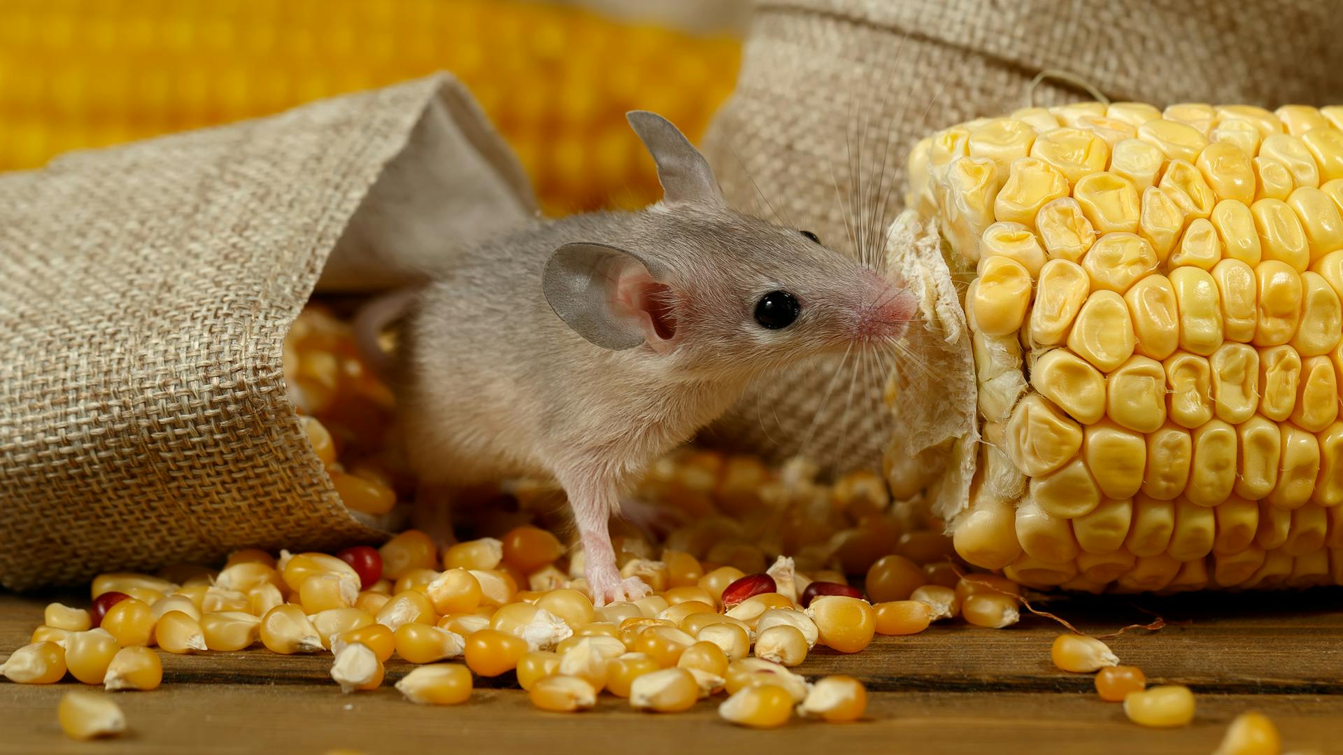 Eine Maus knabbert an einem Maiskolben.