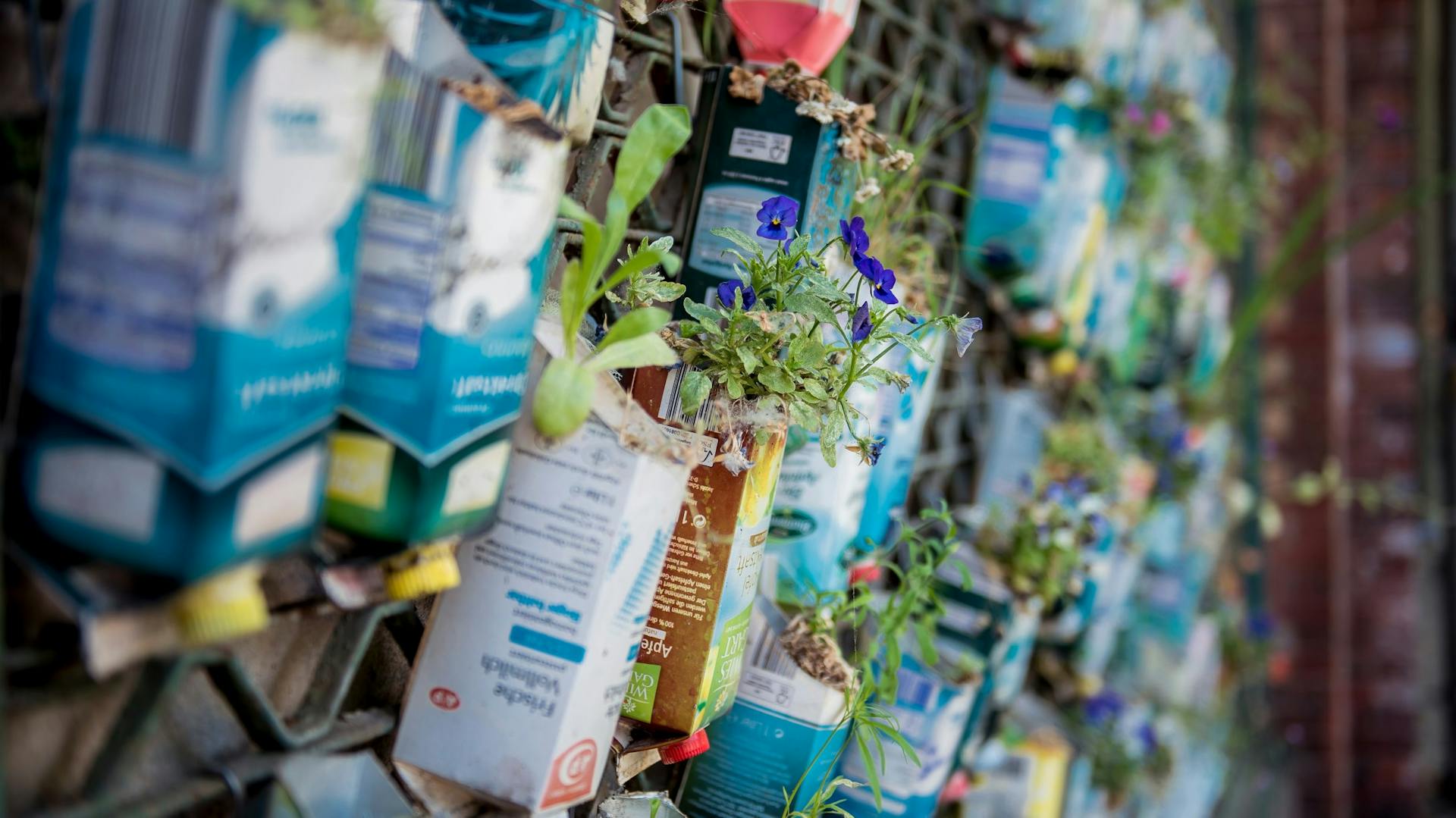 Confezioni in cartone con piante, montate su una griglia a parete.