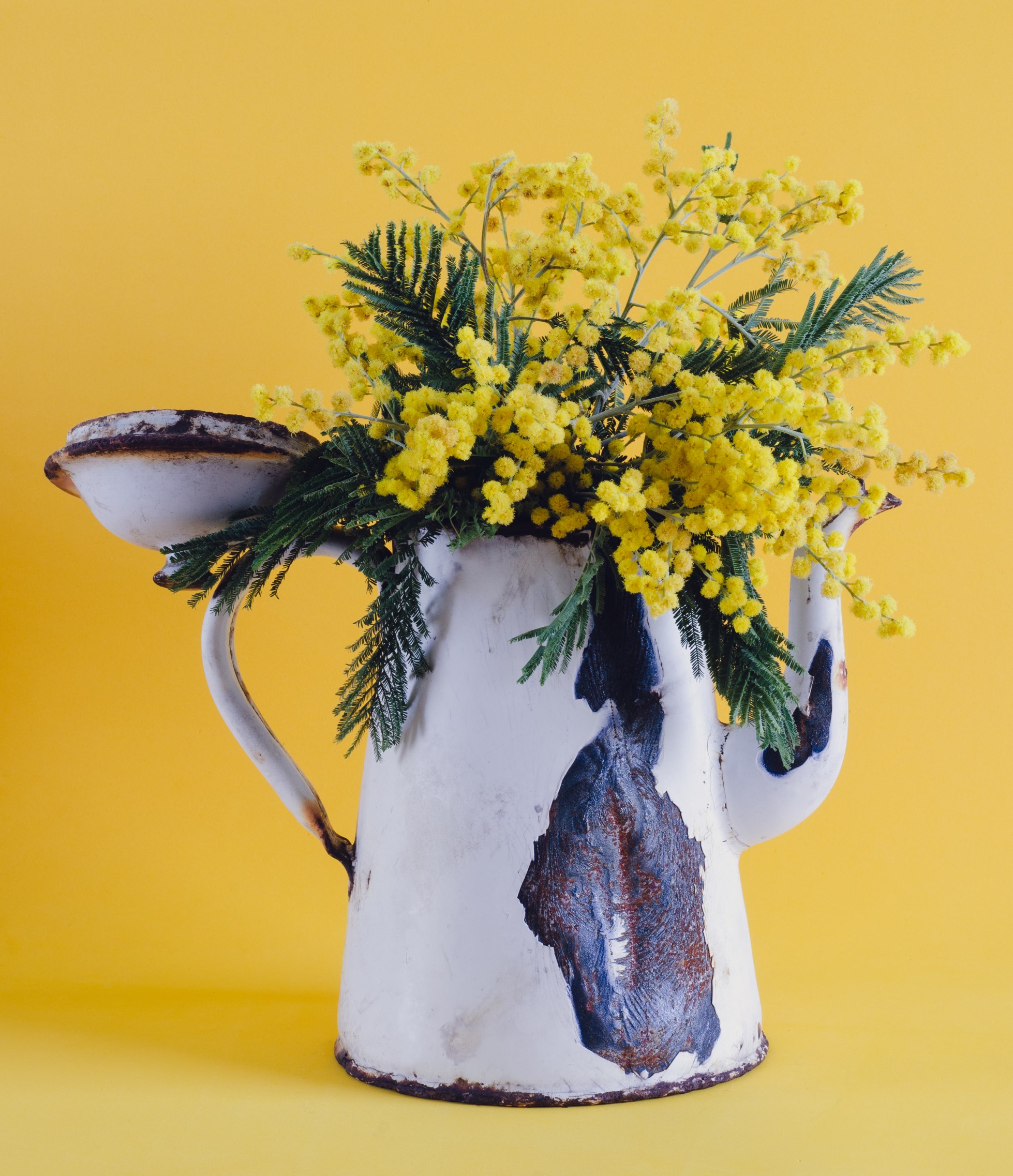 Teiera con piante su sfondo giallo.