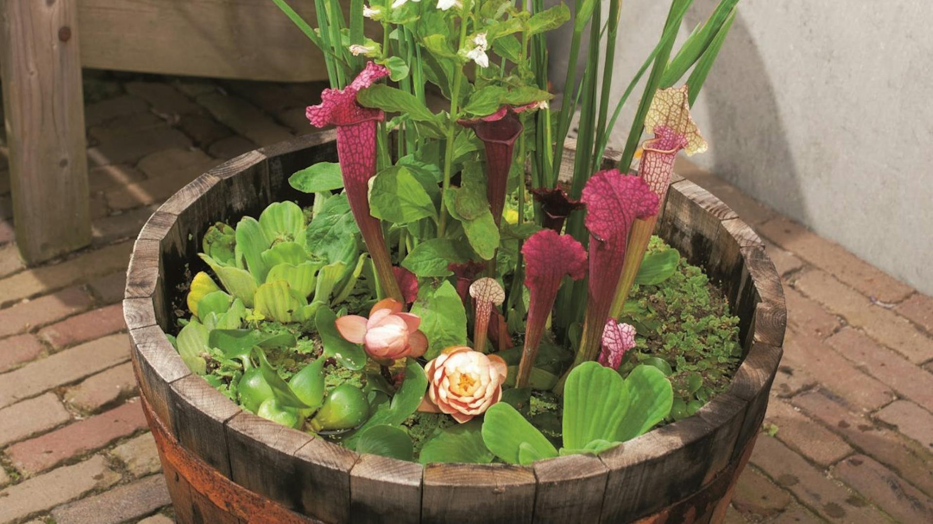 Una vecchia botte di legno con piante acquatiche coltivate.