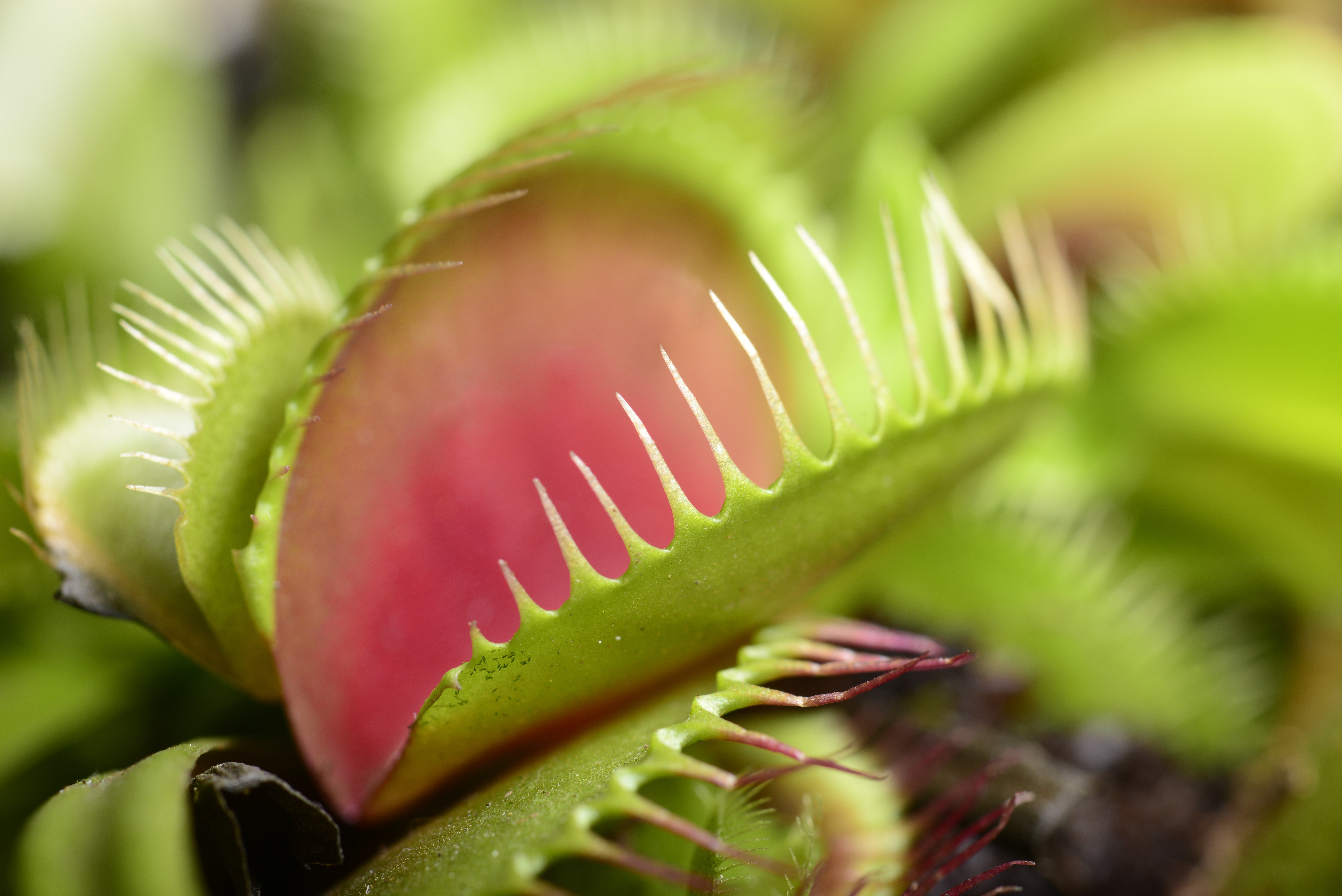 Fangblatt einer Venusfliegenfalle