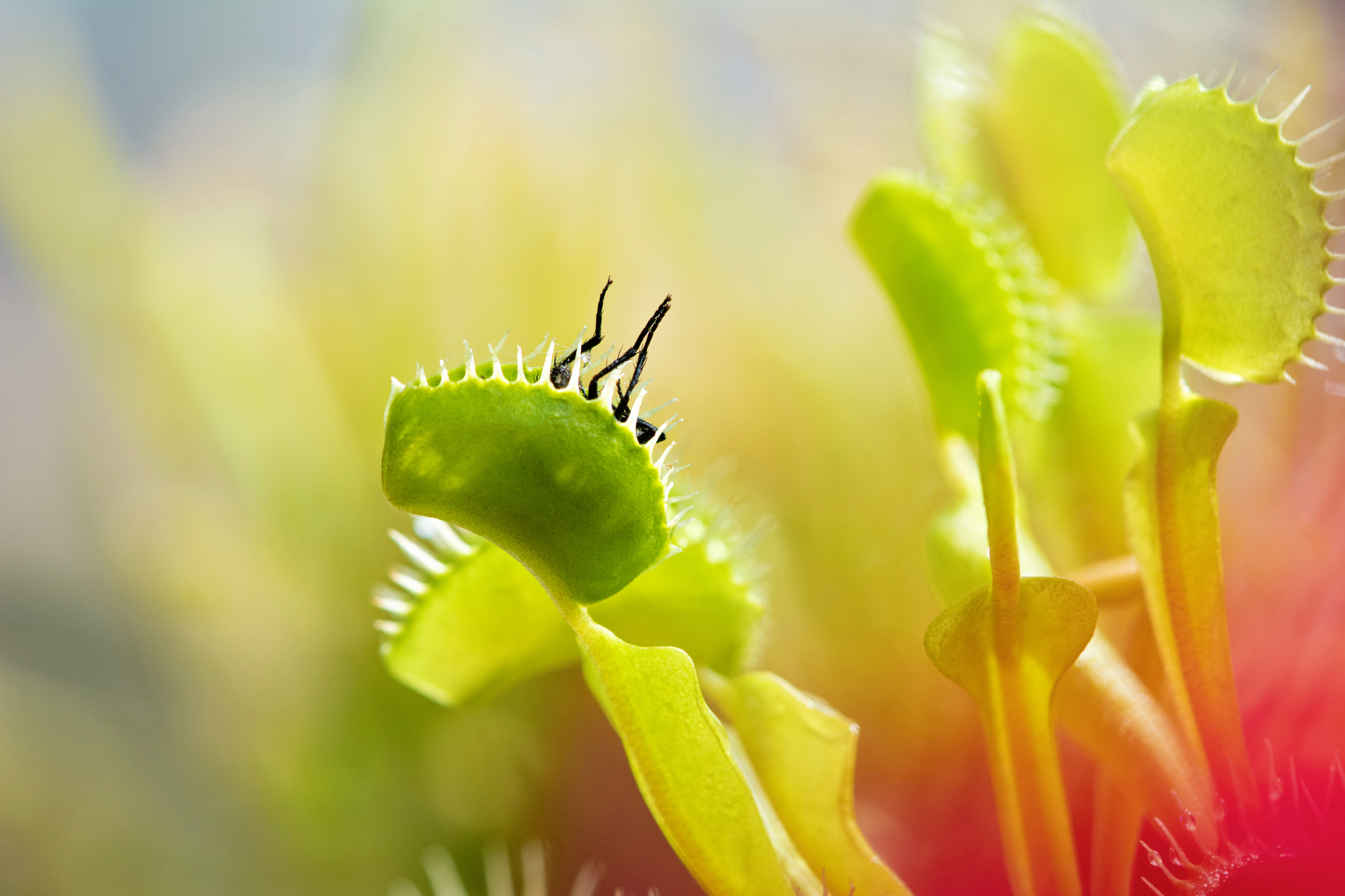 Venusfliegenfalle mit Beute