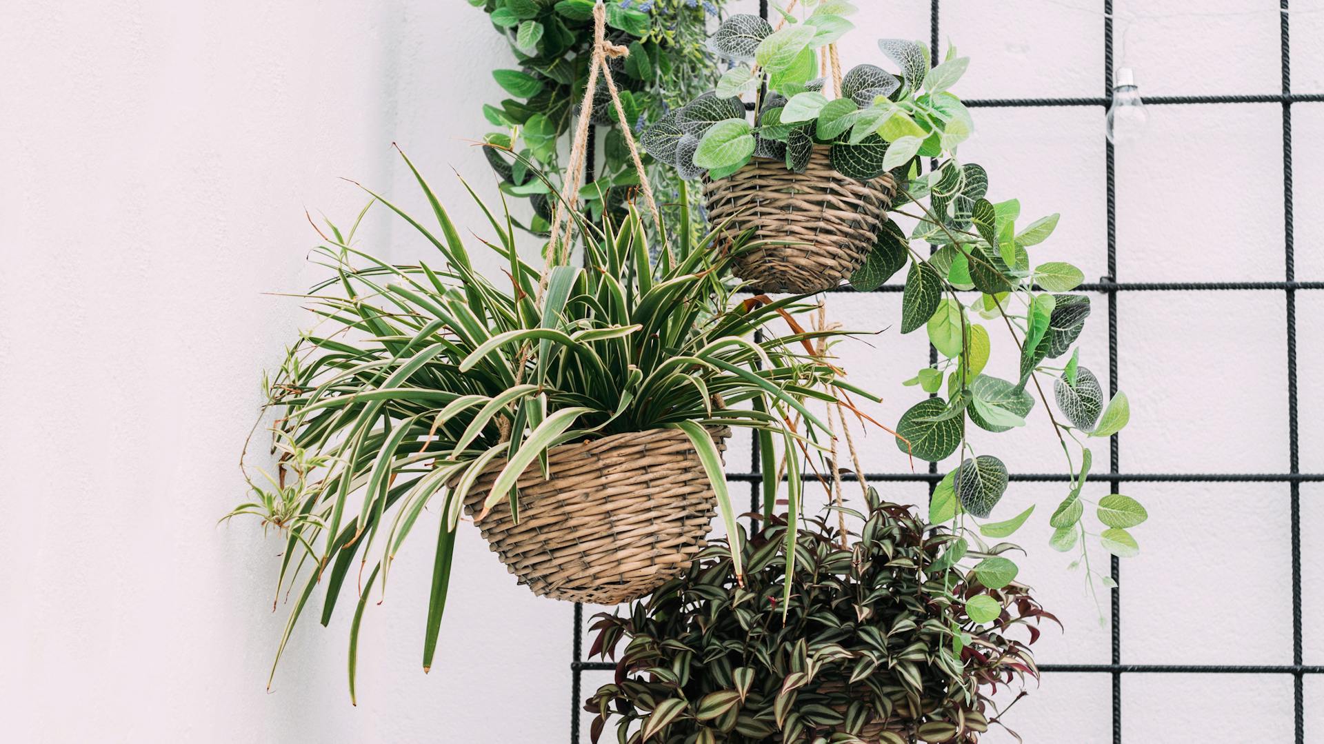 Hängende Pflanzgefäße mit verschiedenen Zimmerpflanzen