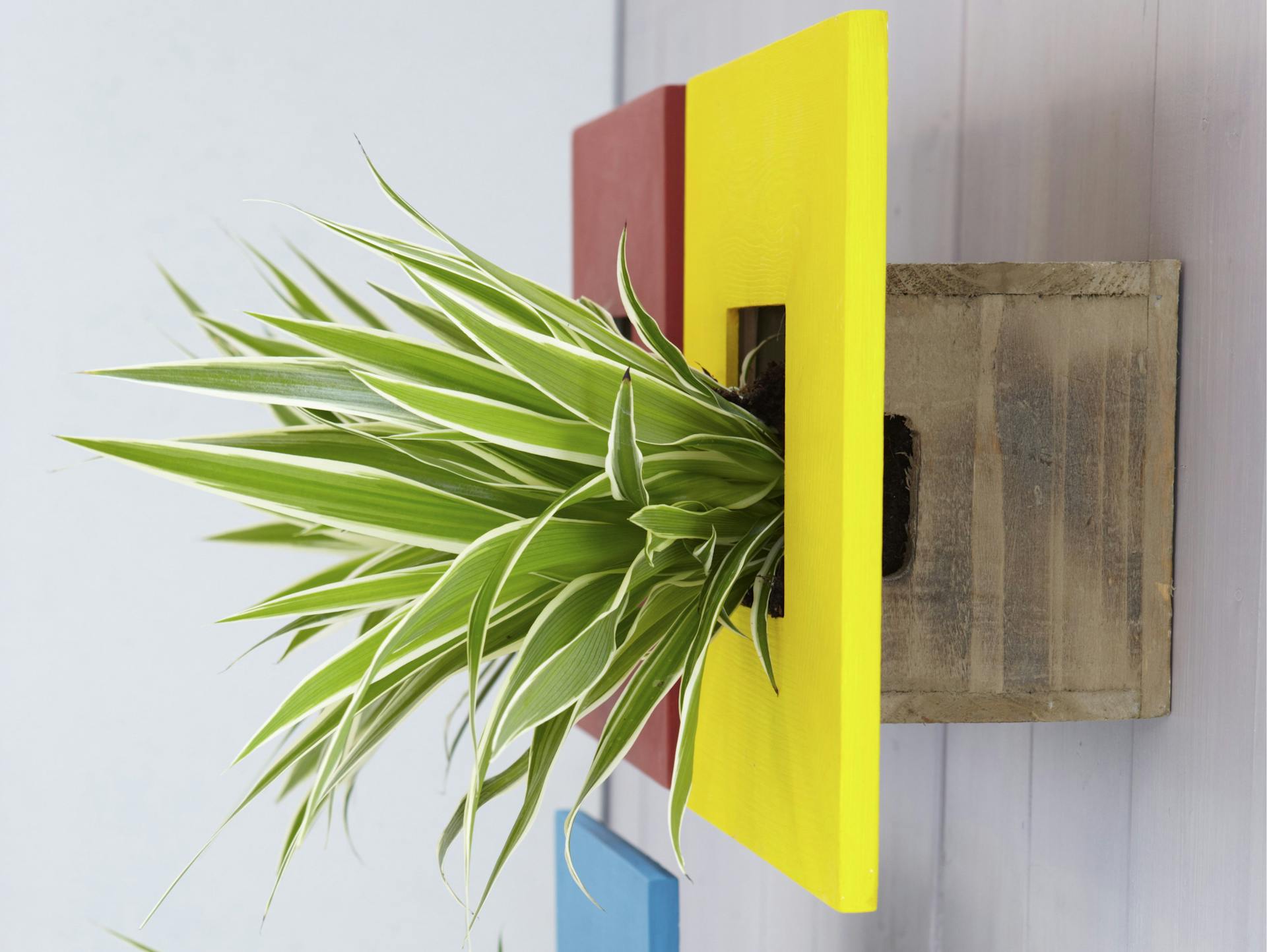 Pflanzkisten als Wanddeko mit Grünlilien