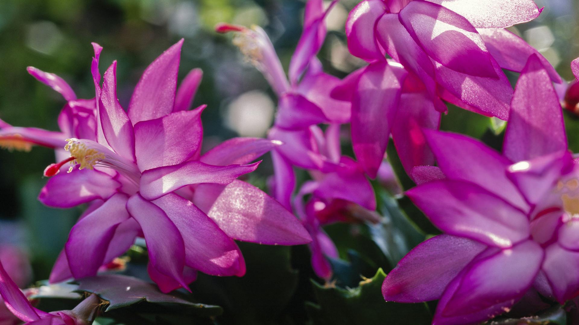 Pinkfarbene Blüten eines Weihnachtskaktus