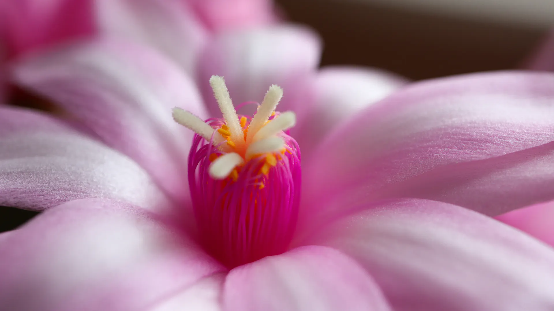 Blüte eines Weihnachtskaktus mit Blütenstempel in der Nahaufnahme.