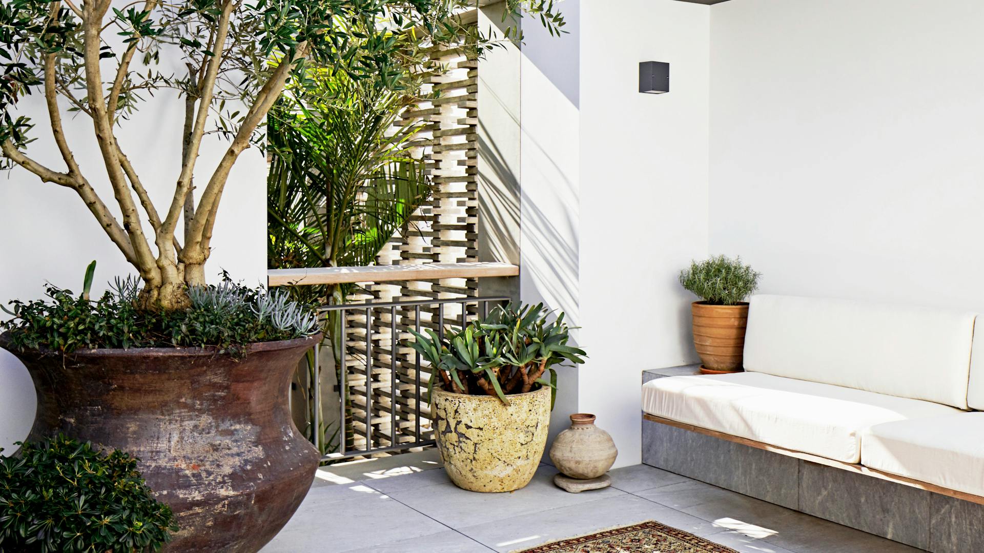 Ein Olivenbaum auf einer Dachterrasse