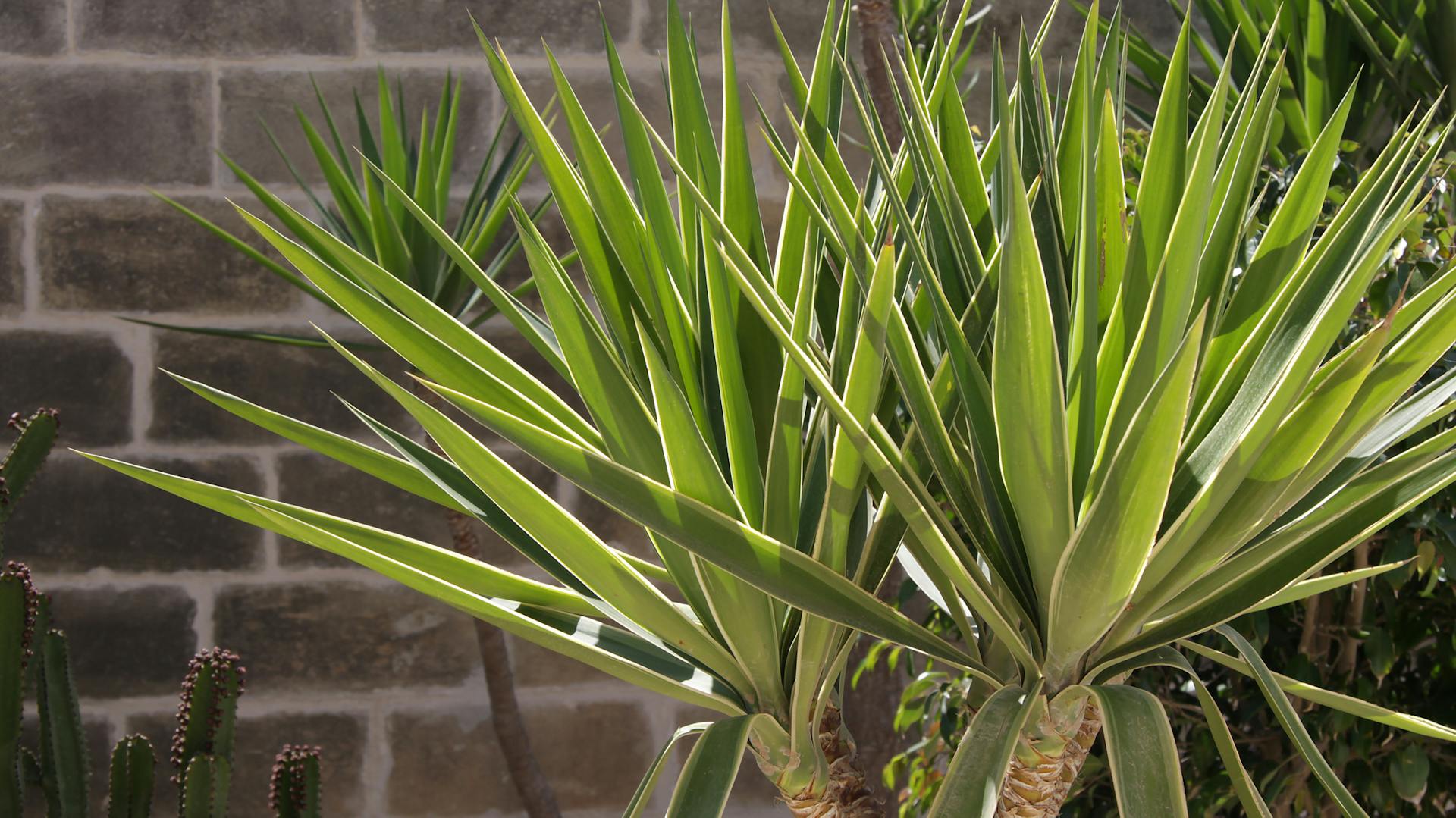 Yucca-Palme im Freien