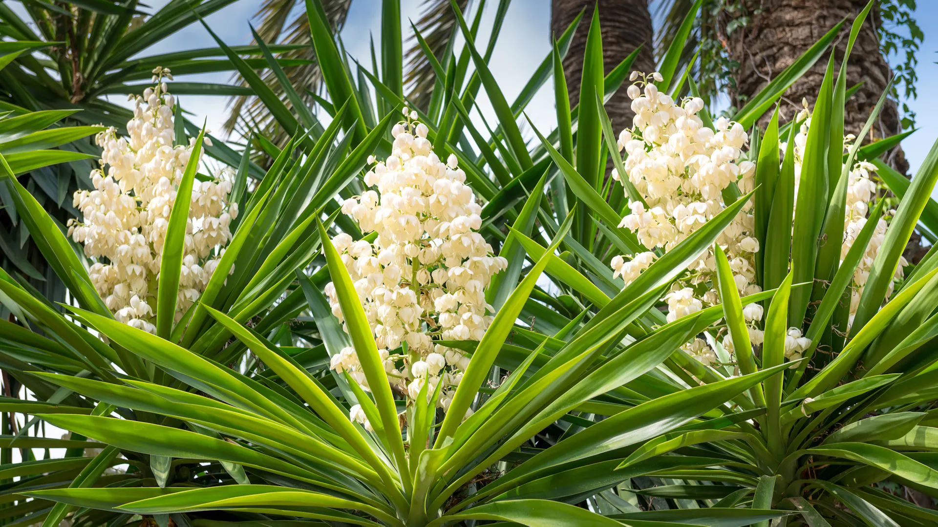 Blühende Yucca-Palme