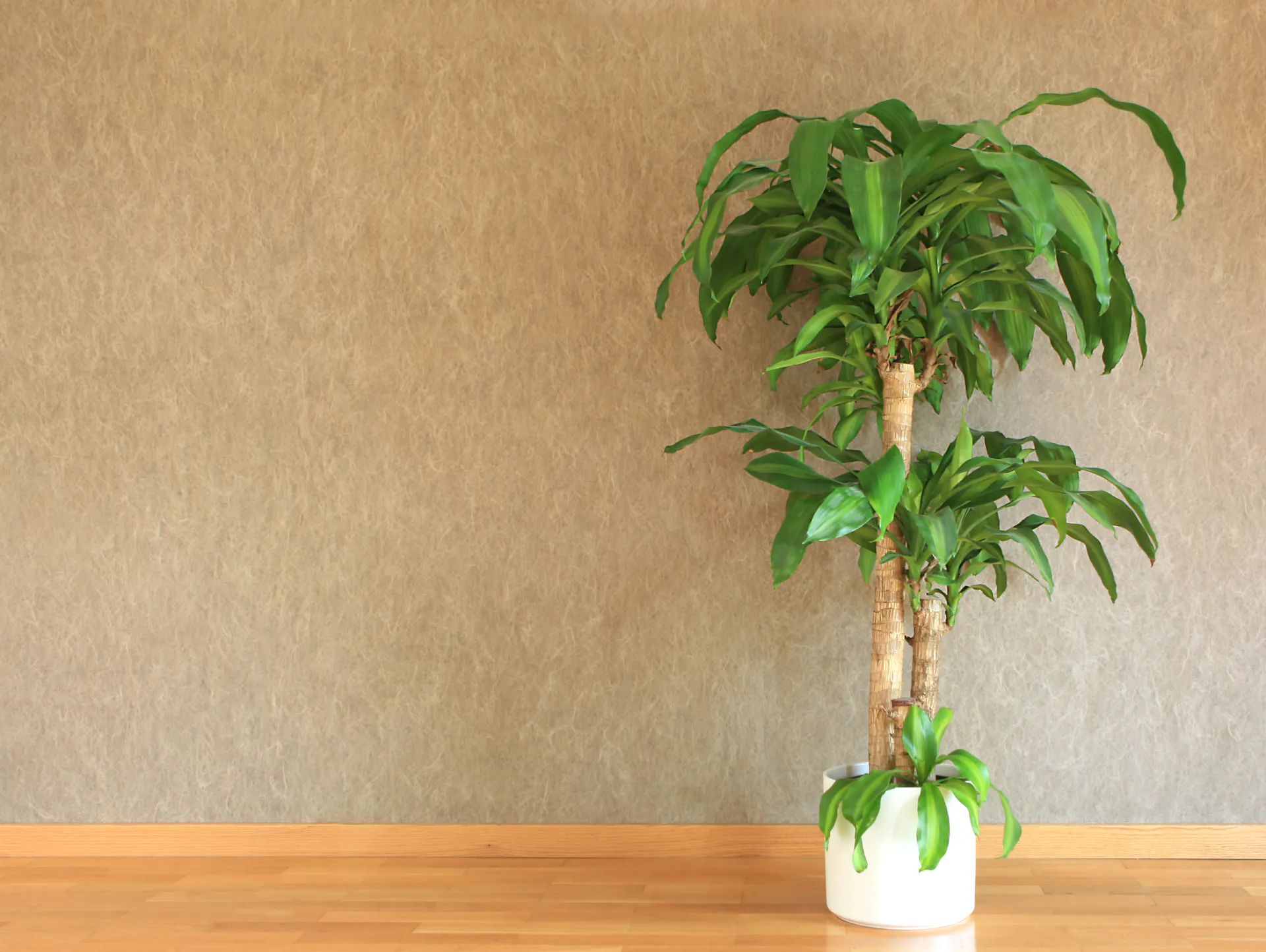 Yucca-Palme an einem hellen Standort vor einer Wand.