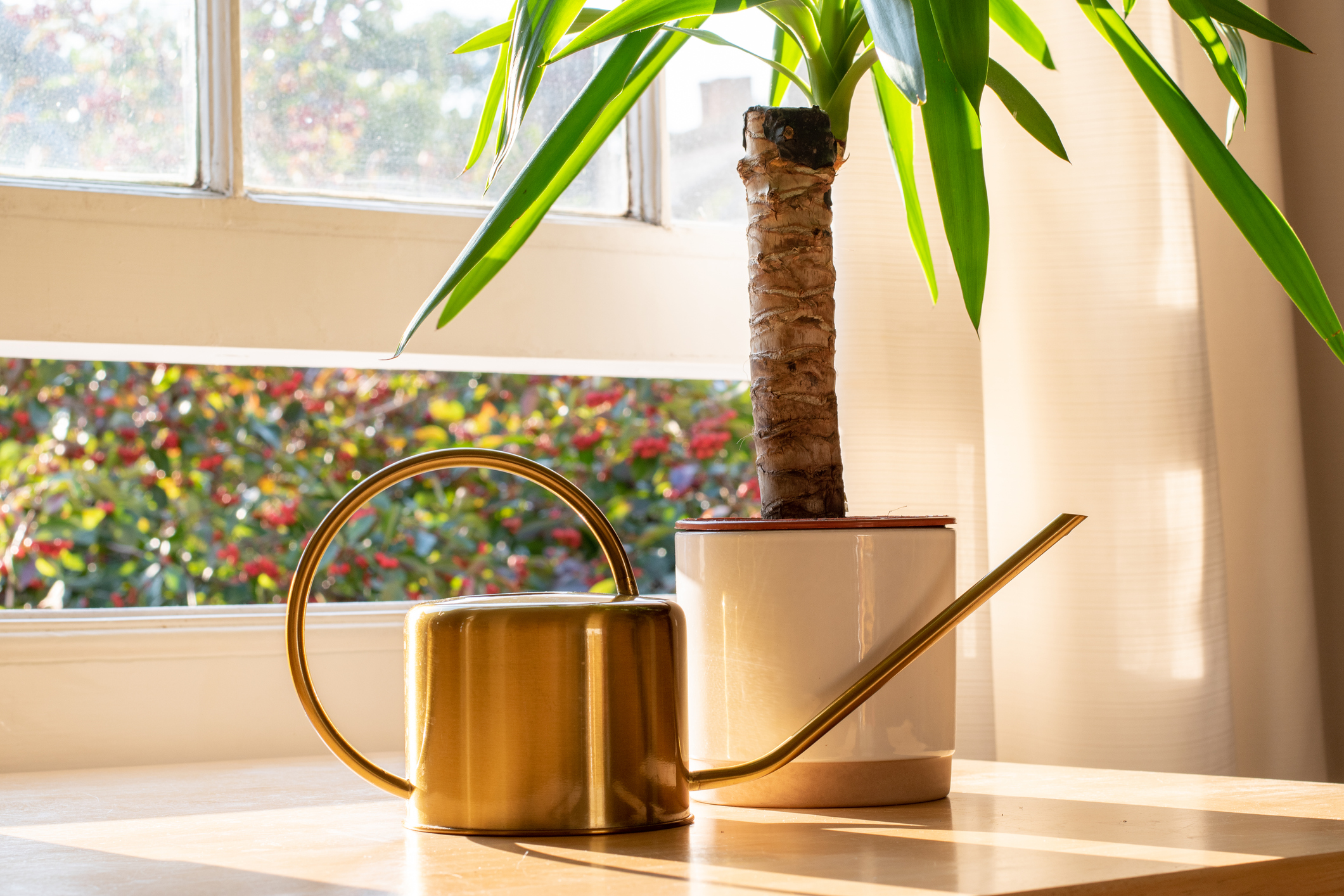 Eine Yucca-Palme vor einem geöffneten Fenster, daneben eine kleine Gießkanne.