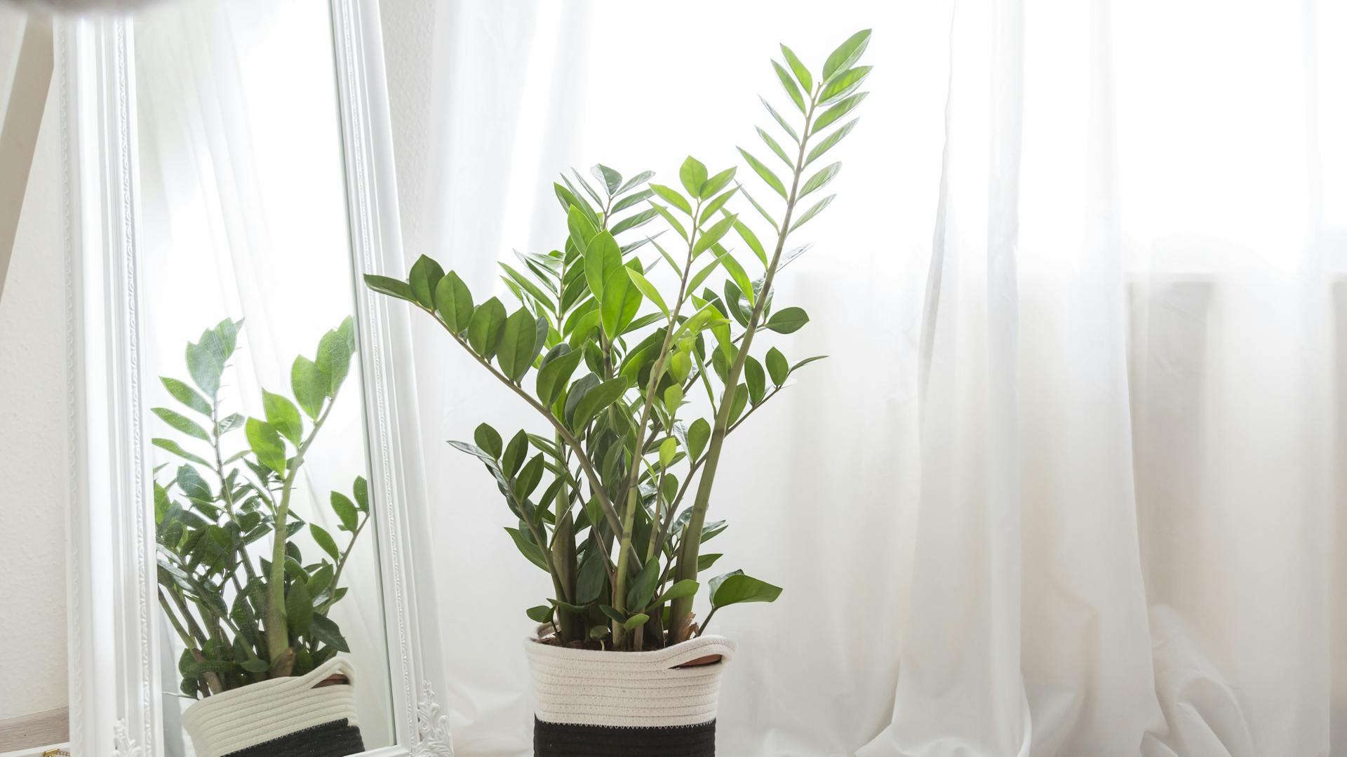 Eine Glücksfeder steht neben einem Spiegel vor einem Fenster mit Gardine.