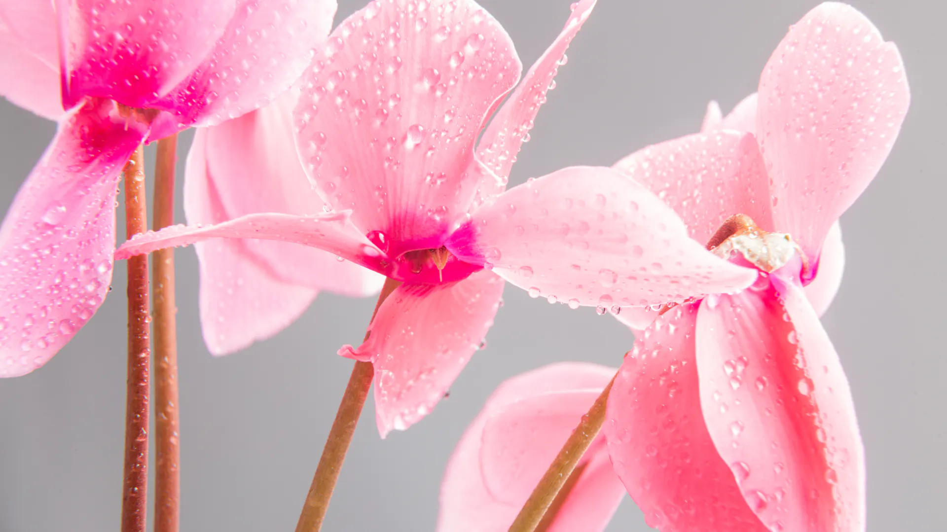 Blüten des Alpenveilchens blühen rosa.