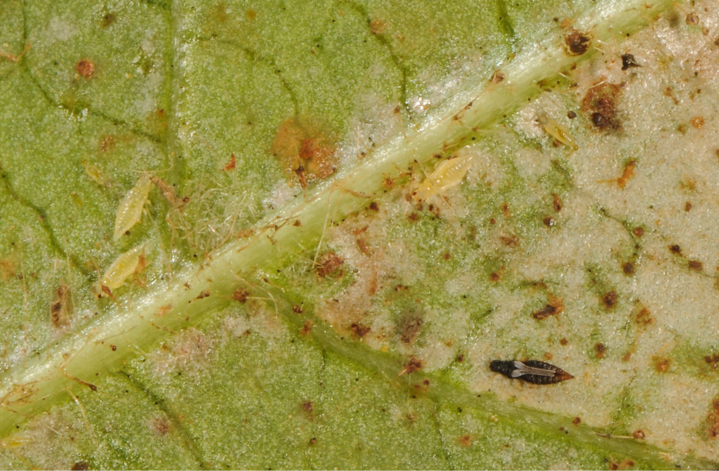 Thripse befallen ein Alpenveilchen-Blatt.