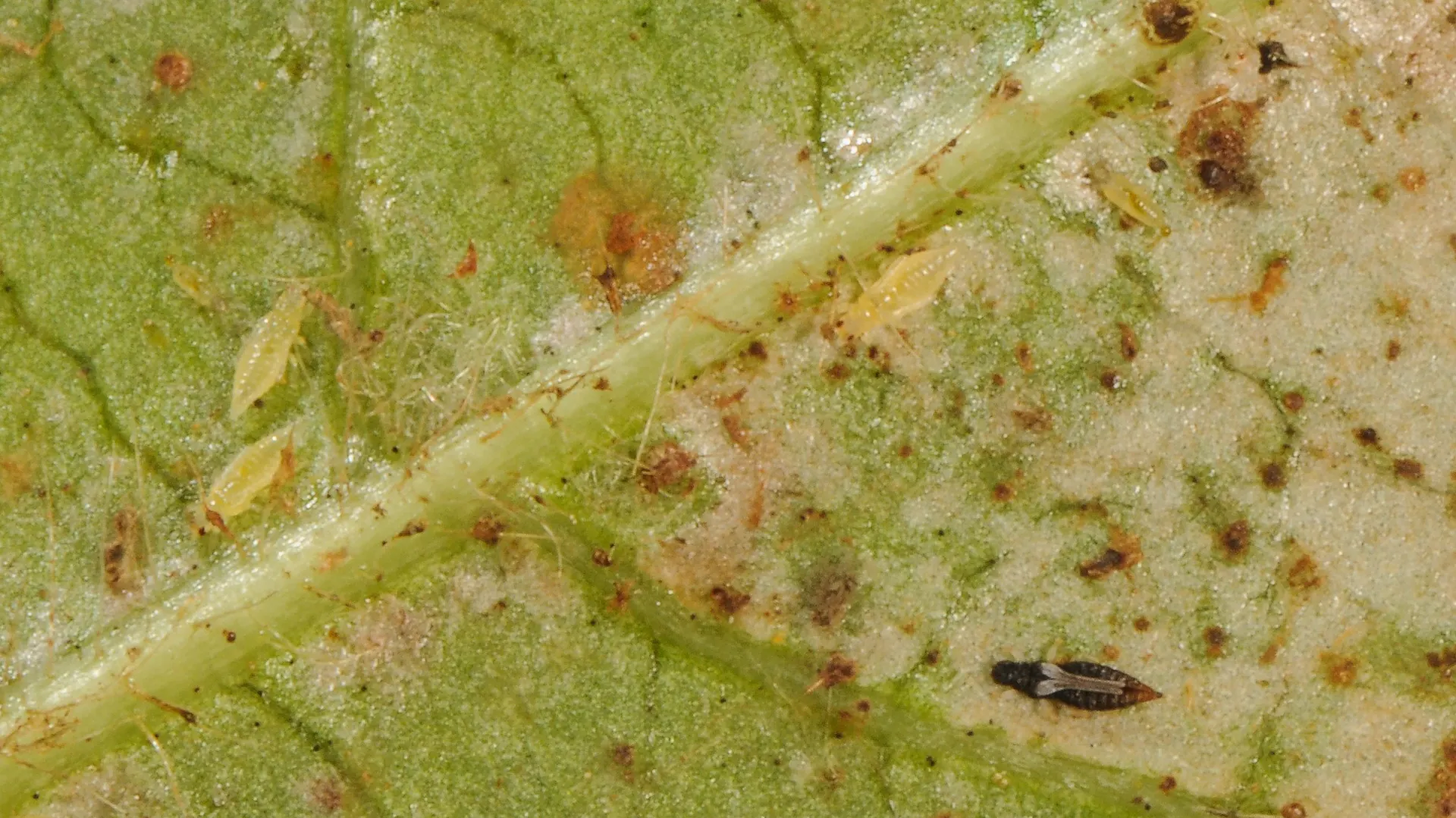 Thripse befallen ein Alpenveilchen-Blatt.