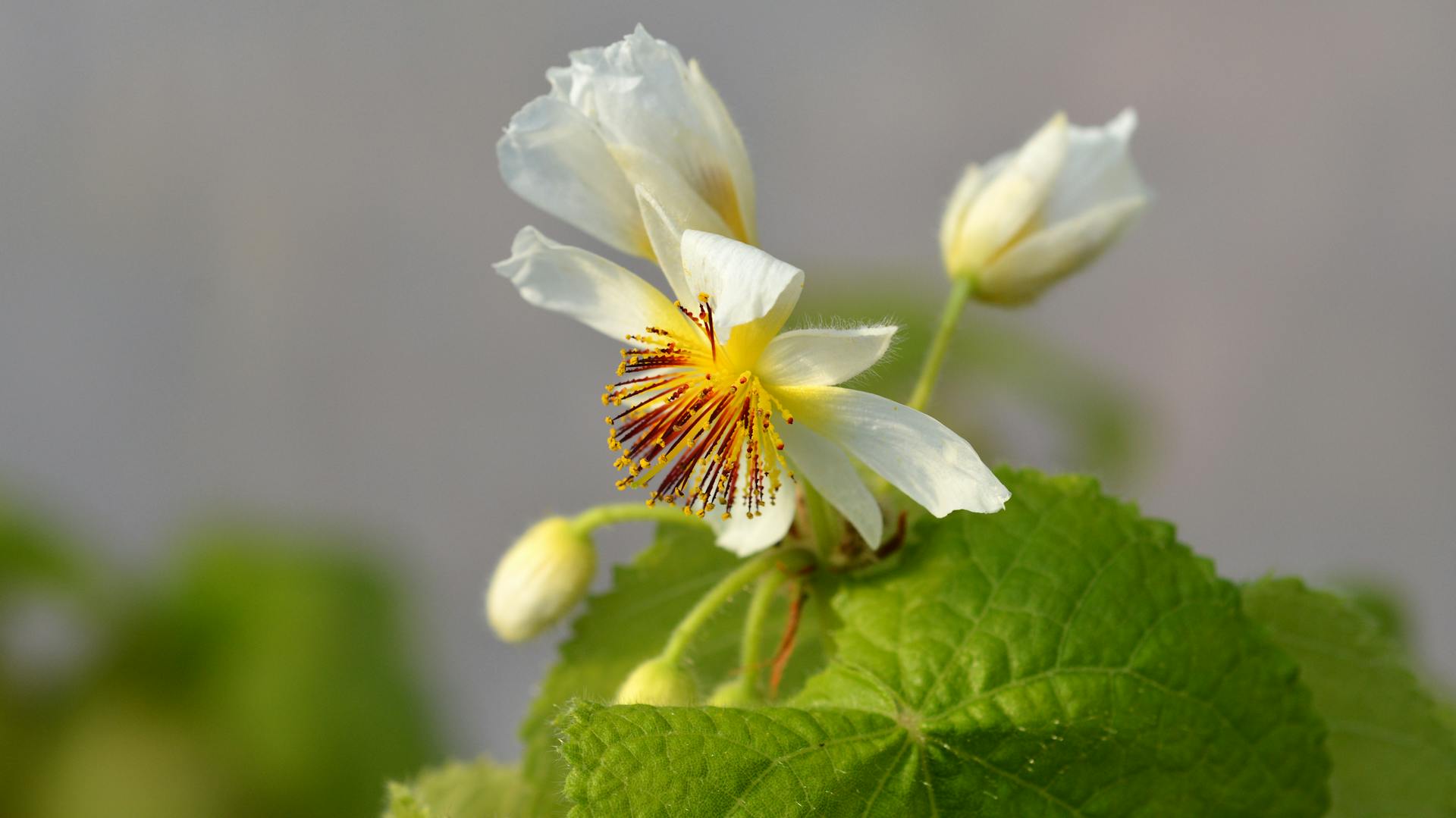 Blüte an der Zimmerlinde