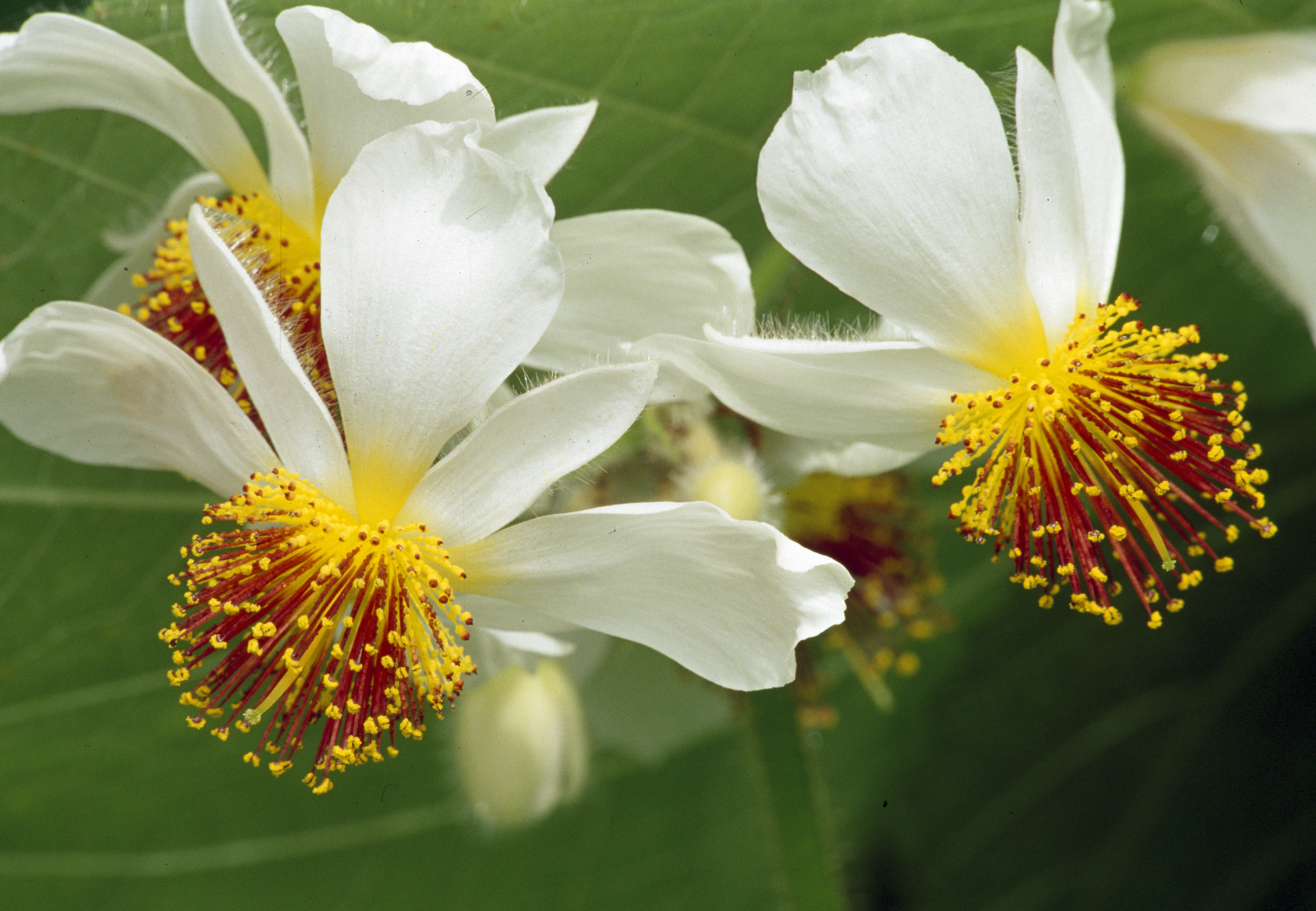 Zimmerlinde Eigenschaften, Pflanz & Pflegetipps OBI