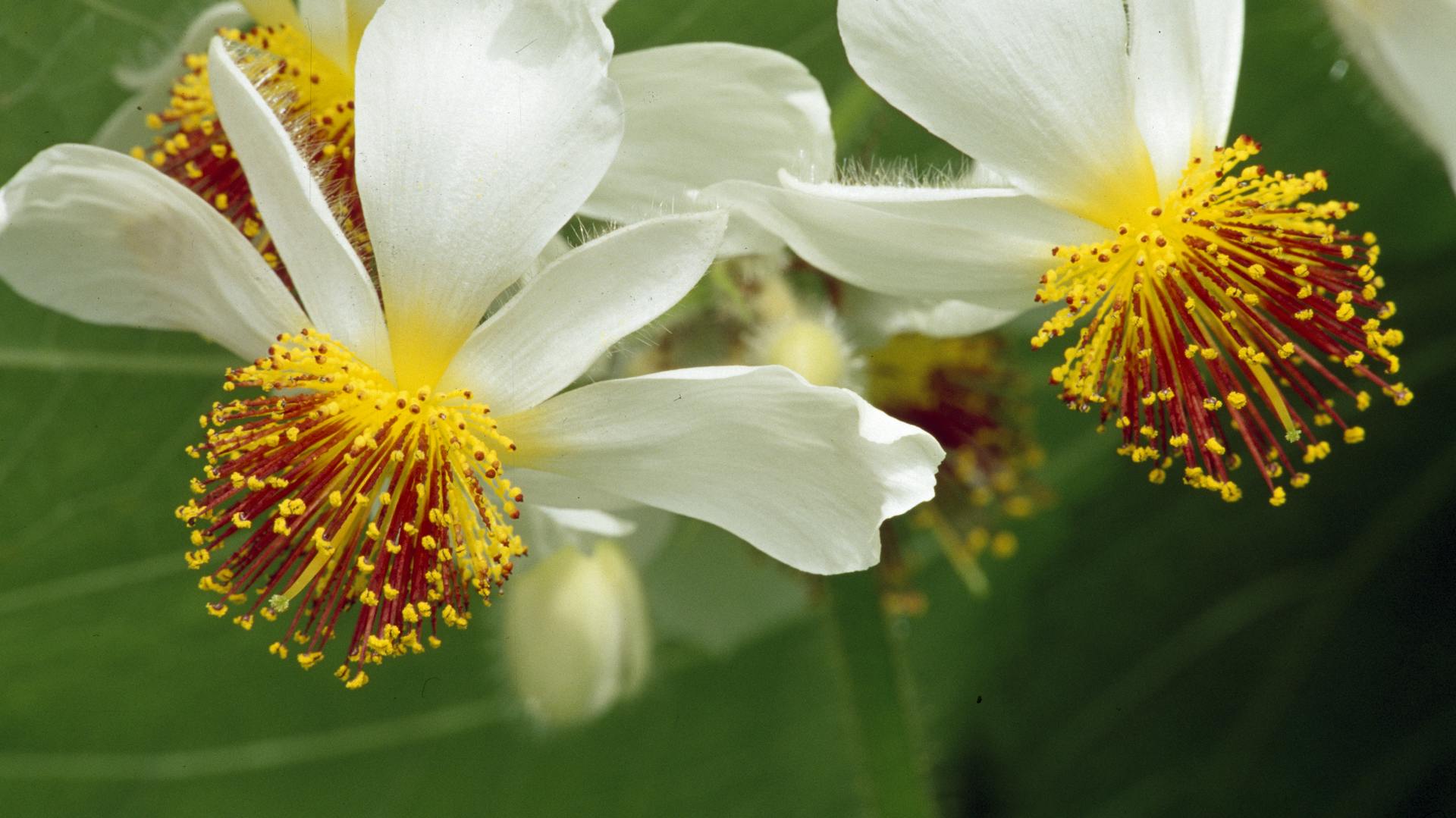 Nahaufnahme einer blühenden Zimmerlinde