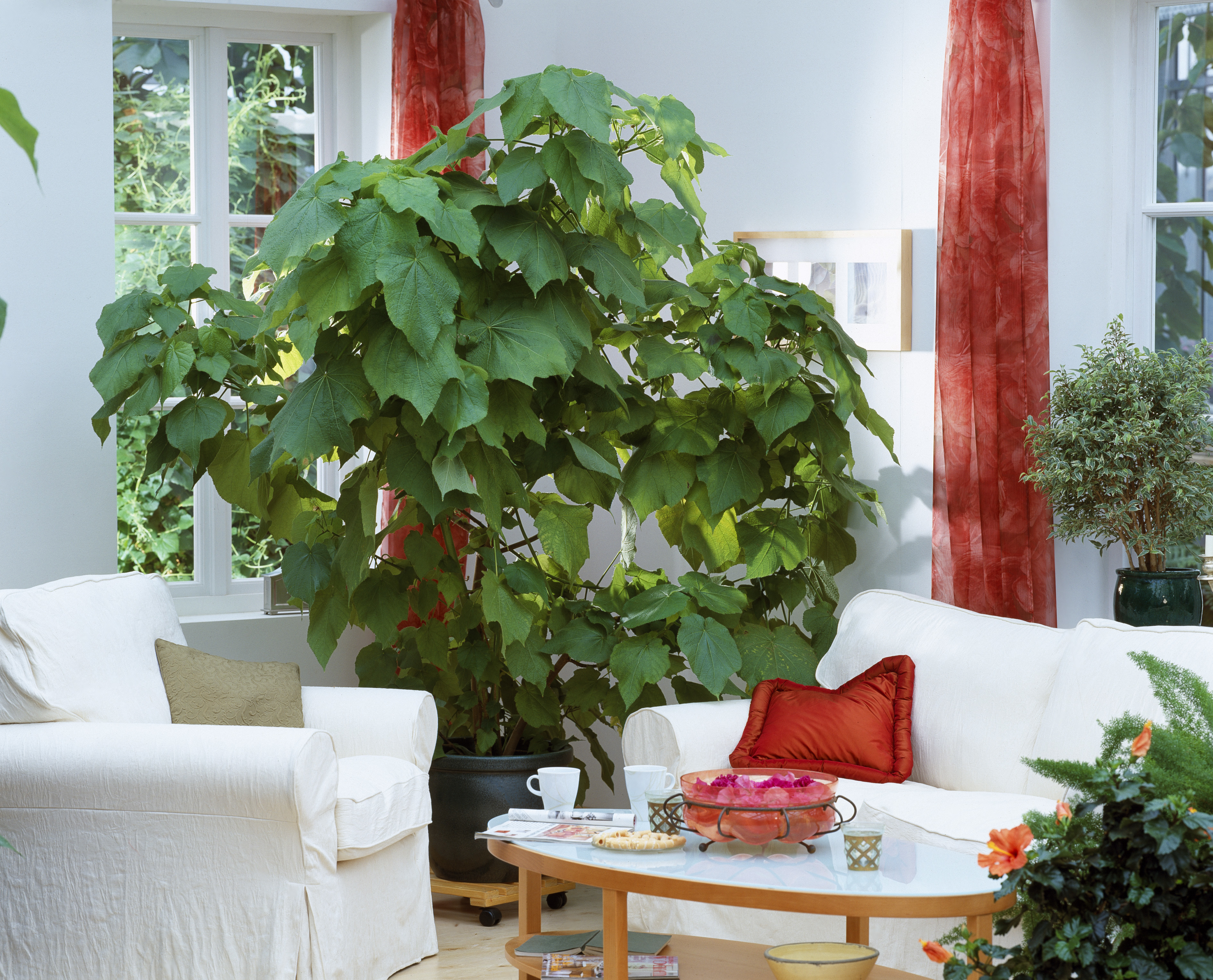 Zimmerlinde Eigenschaften, Pflanz & Pflegetipps OBI