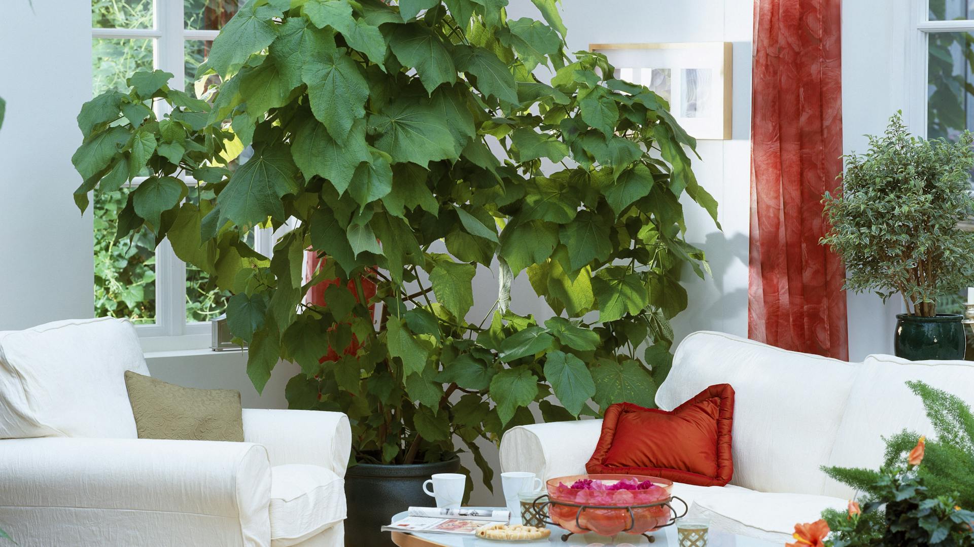 Zimmerlinde im Wohnzimmer