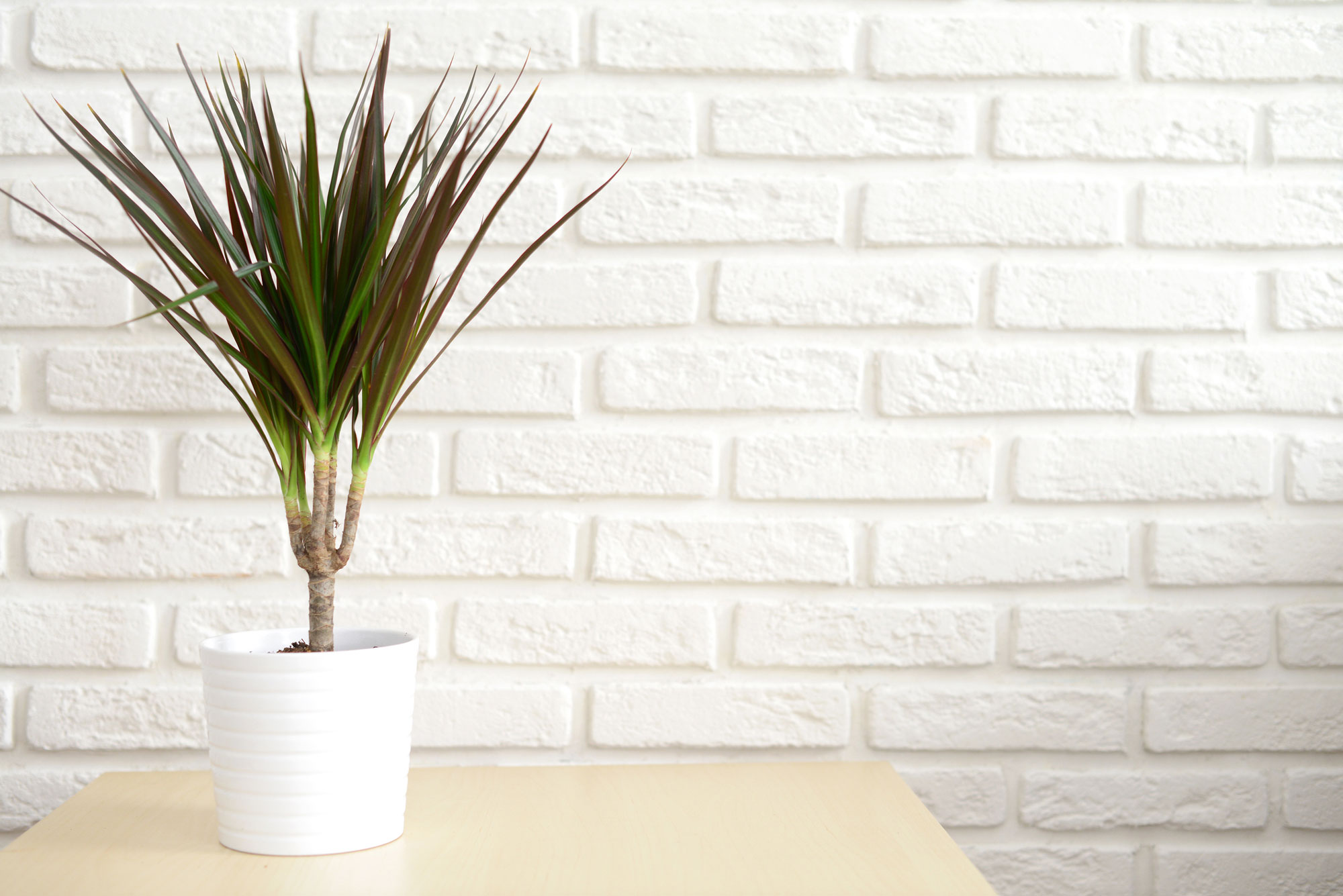 Ein Drachenbaum in einem weißen Blumentopf.