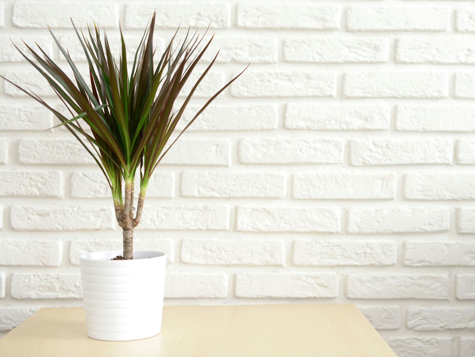 Ein Drachenbaum in einem weißen Blumentopf.