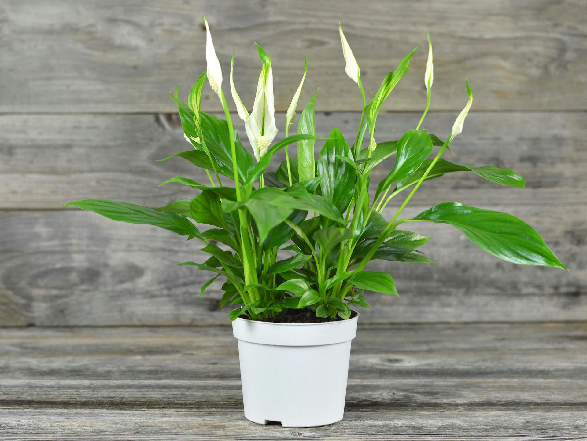 Einblatt in einem weißen Pflanztopf