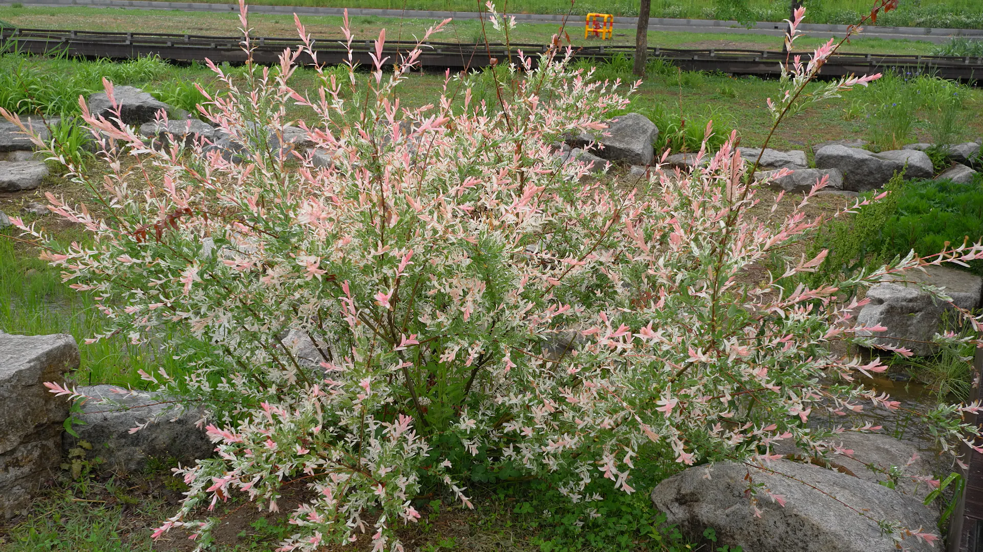 Harlekin-Weide im Garten