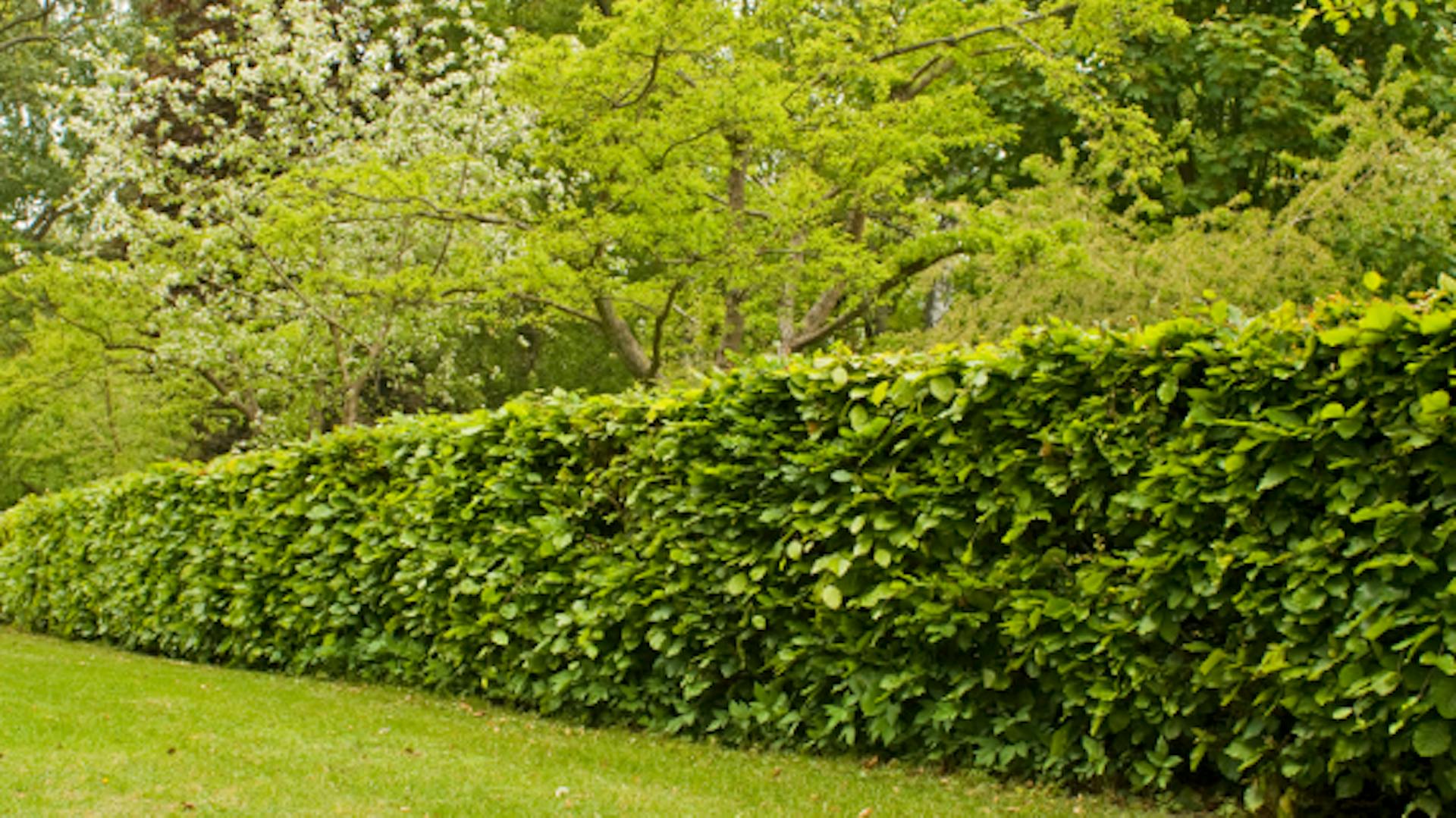 Siepe di fogliame come protezione fendivista su un prato.