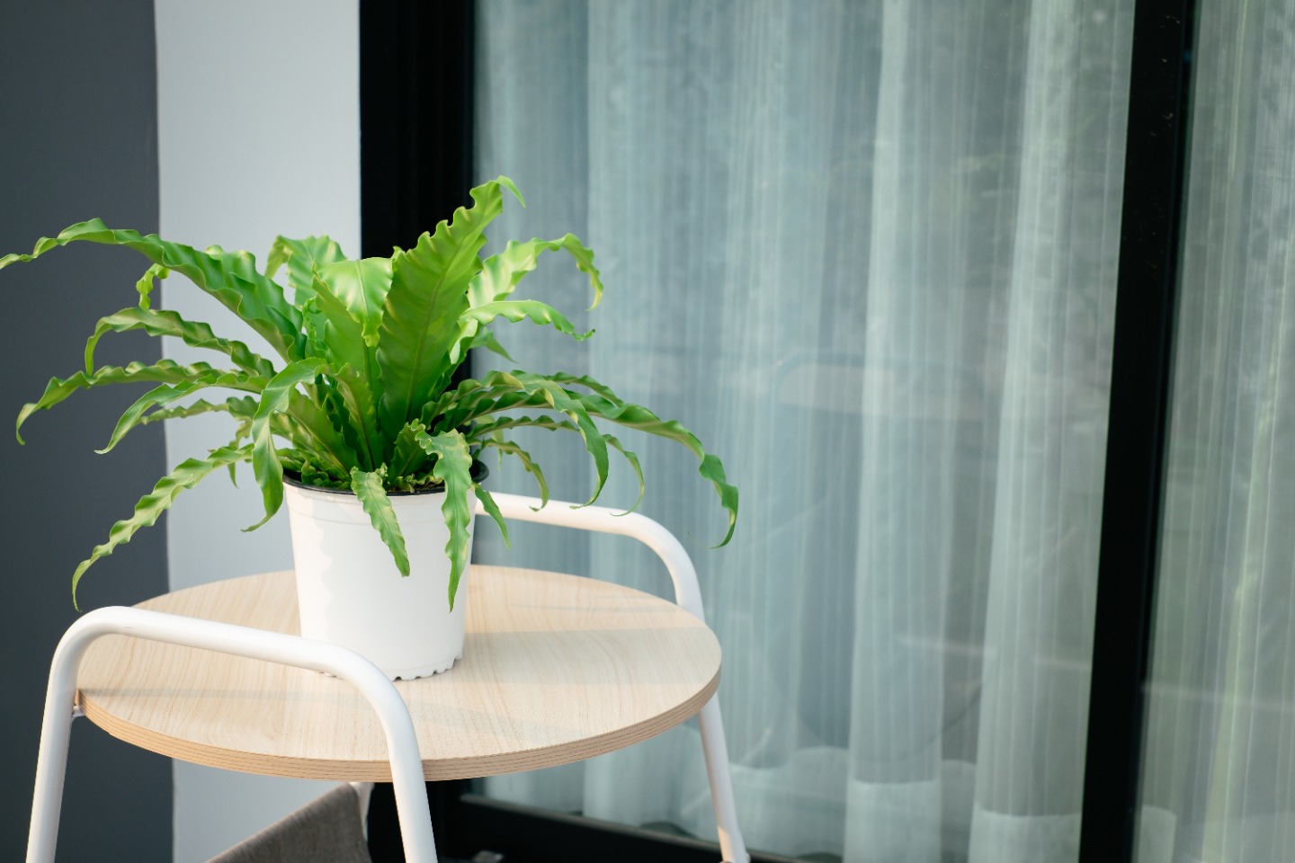 Madárfészek páfrány fehér cserépben egy kis fa zsámolyon