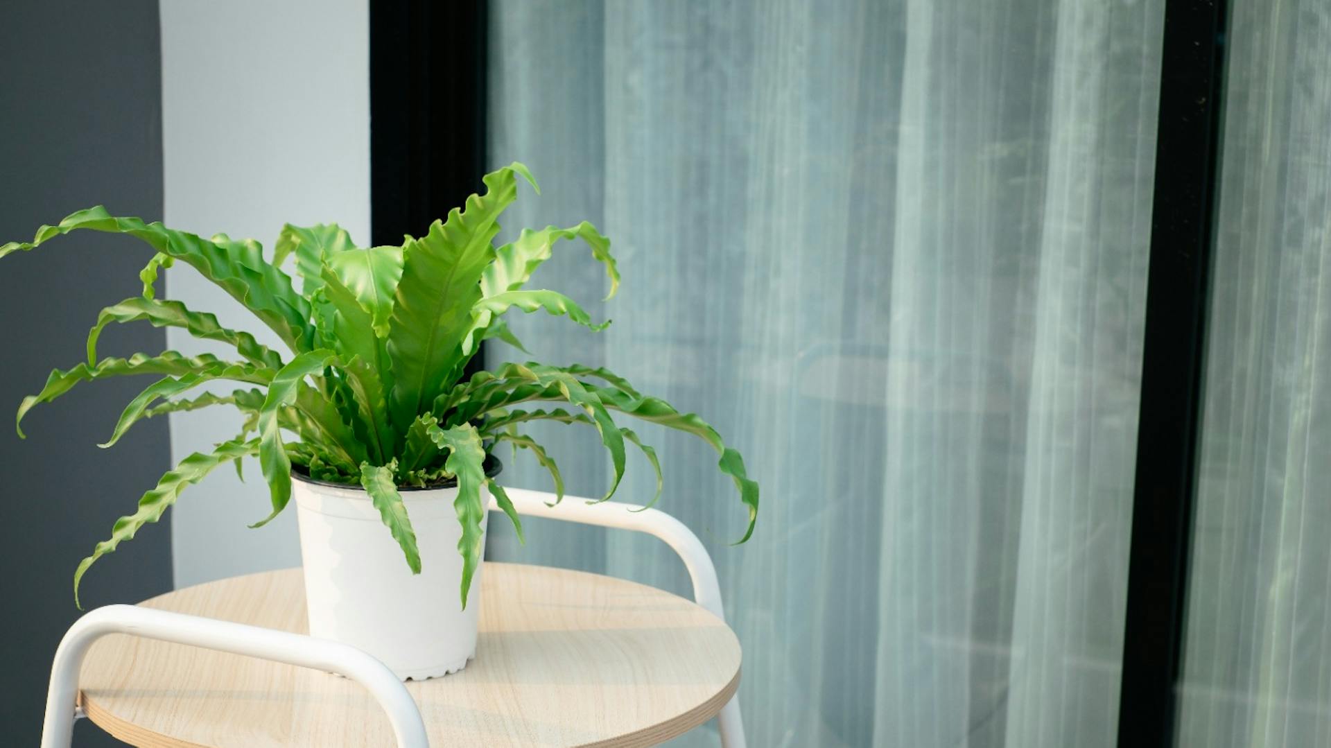 Madárfészek páfrány fehér cserépben egy kis fa zsámolyon