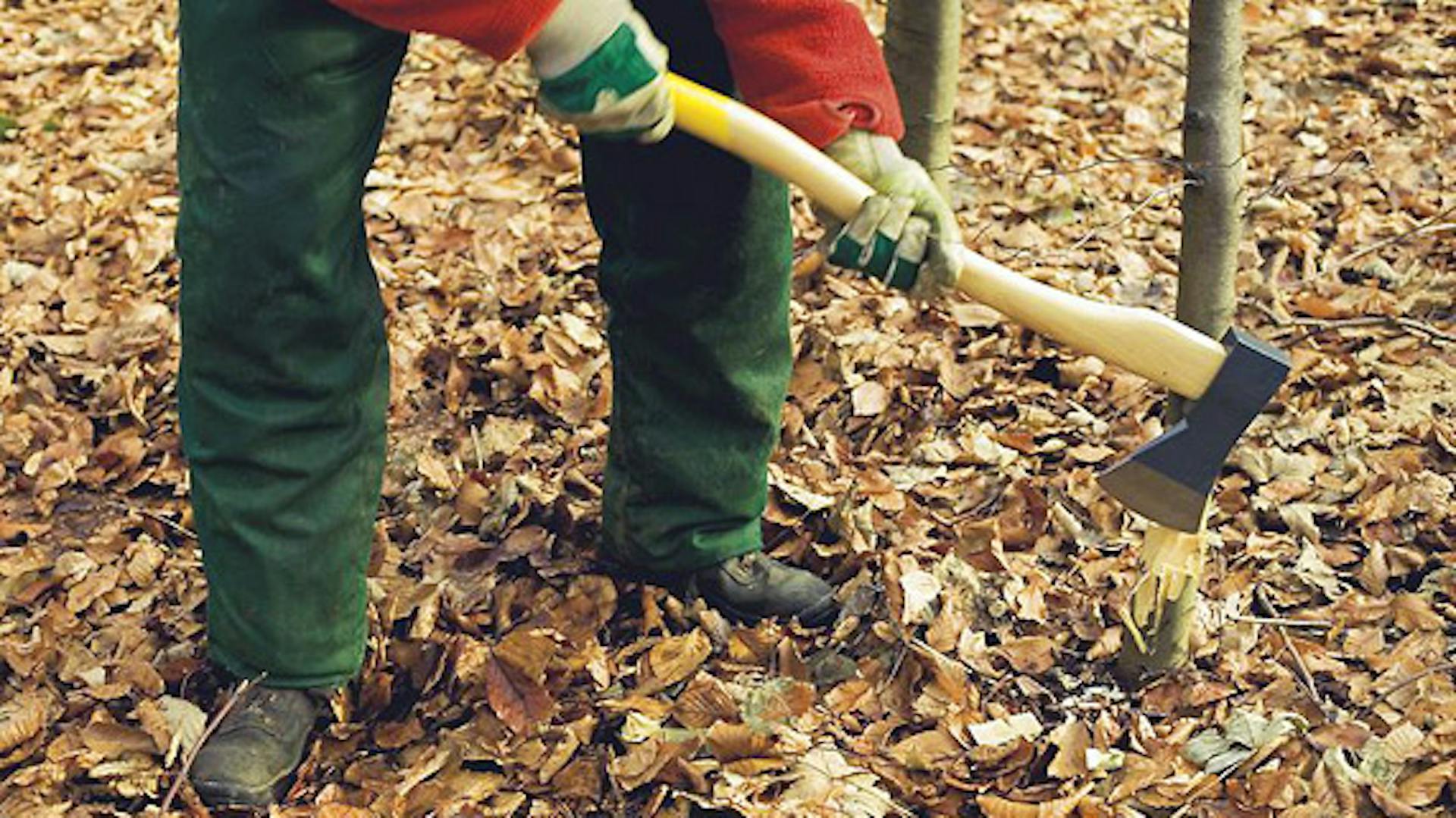 Valaki egy fát vág ki fejszével