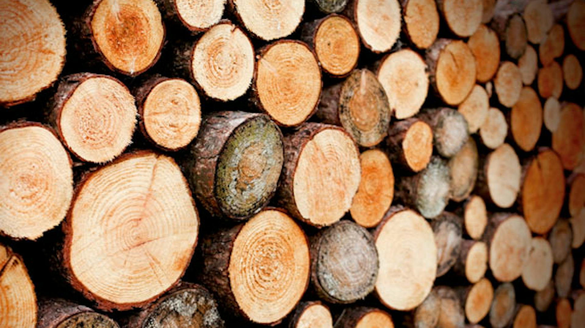 Porovnanie druhov dreva – masívne drevo a drevené materiály | OBI