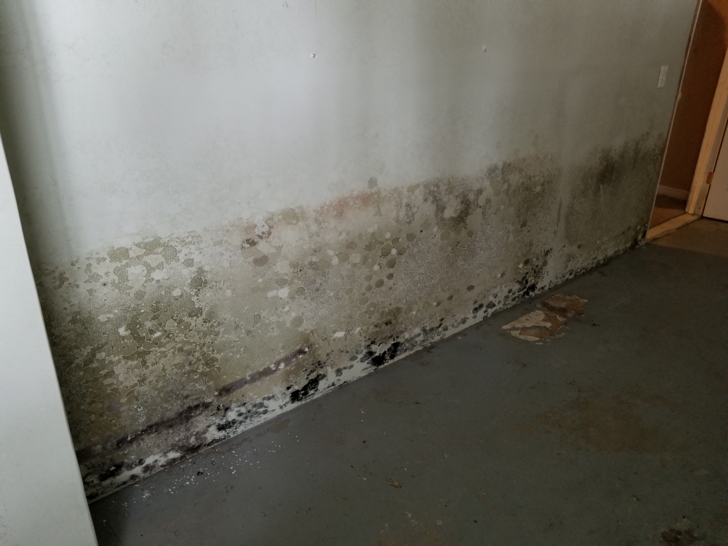 Unterer Teil einer Kellerwand ist mit Schimmel belegt.