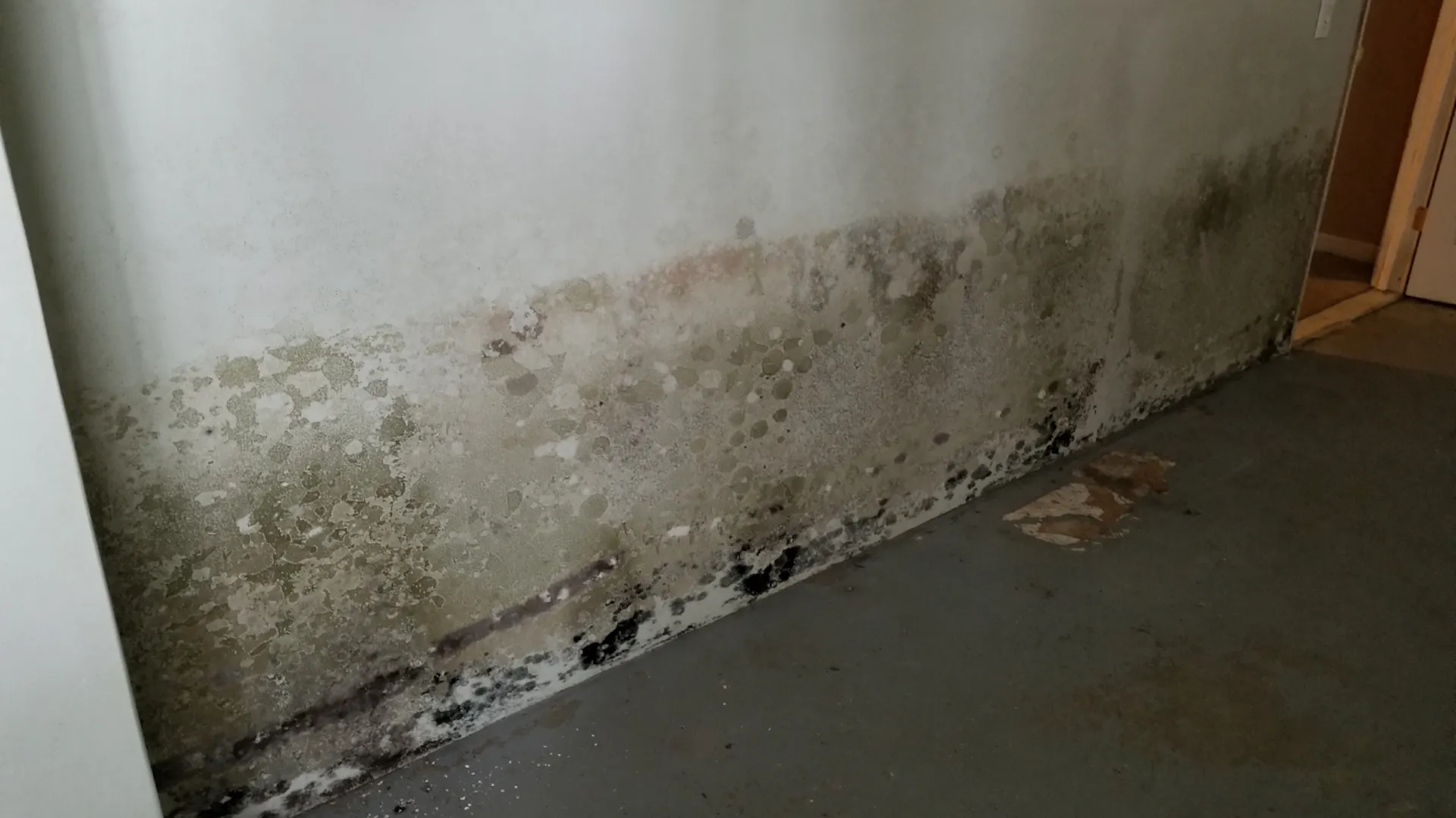 Unterer Teil einer Kellerwand ist mit Schimmel belegt.