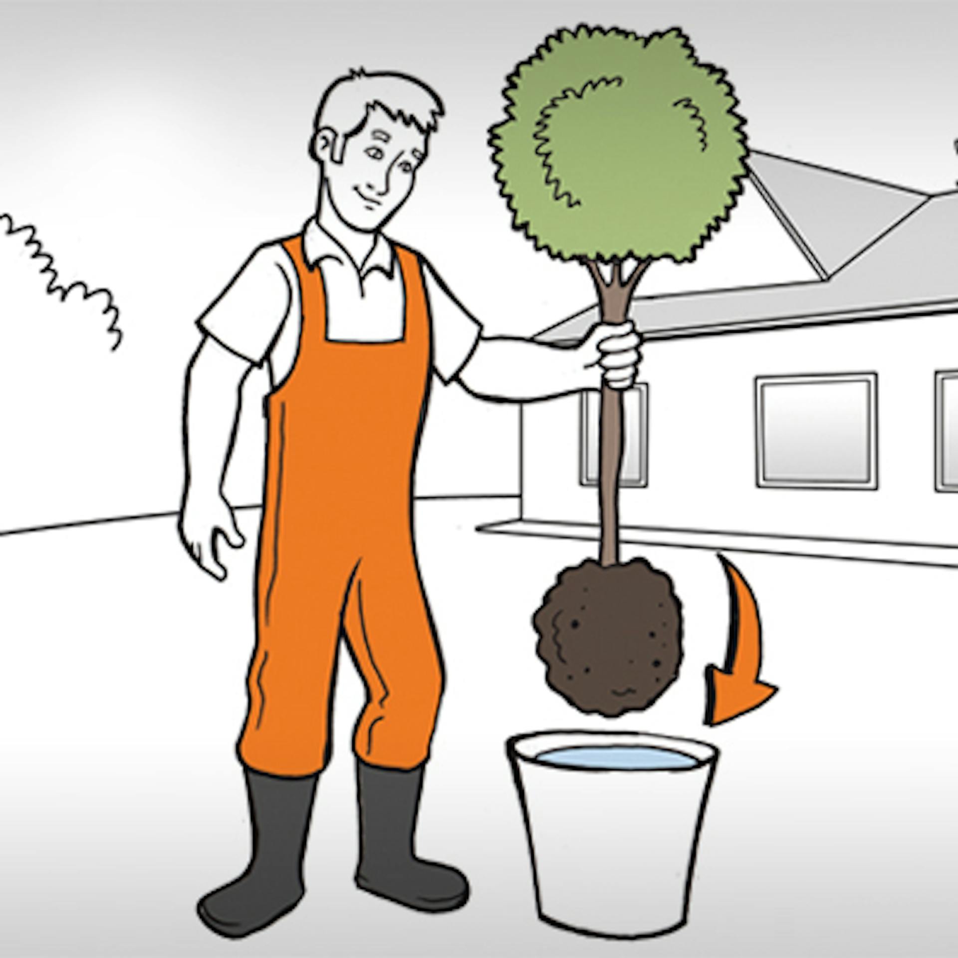 Zavlaženie stromu pri príprave