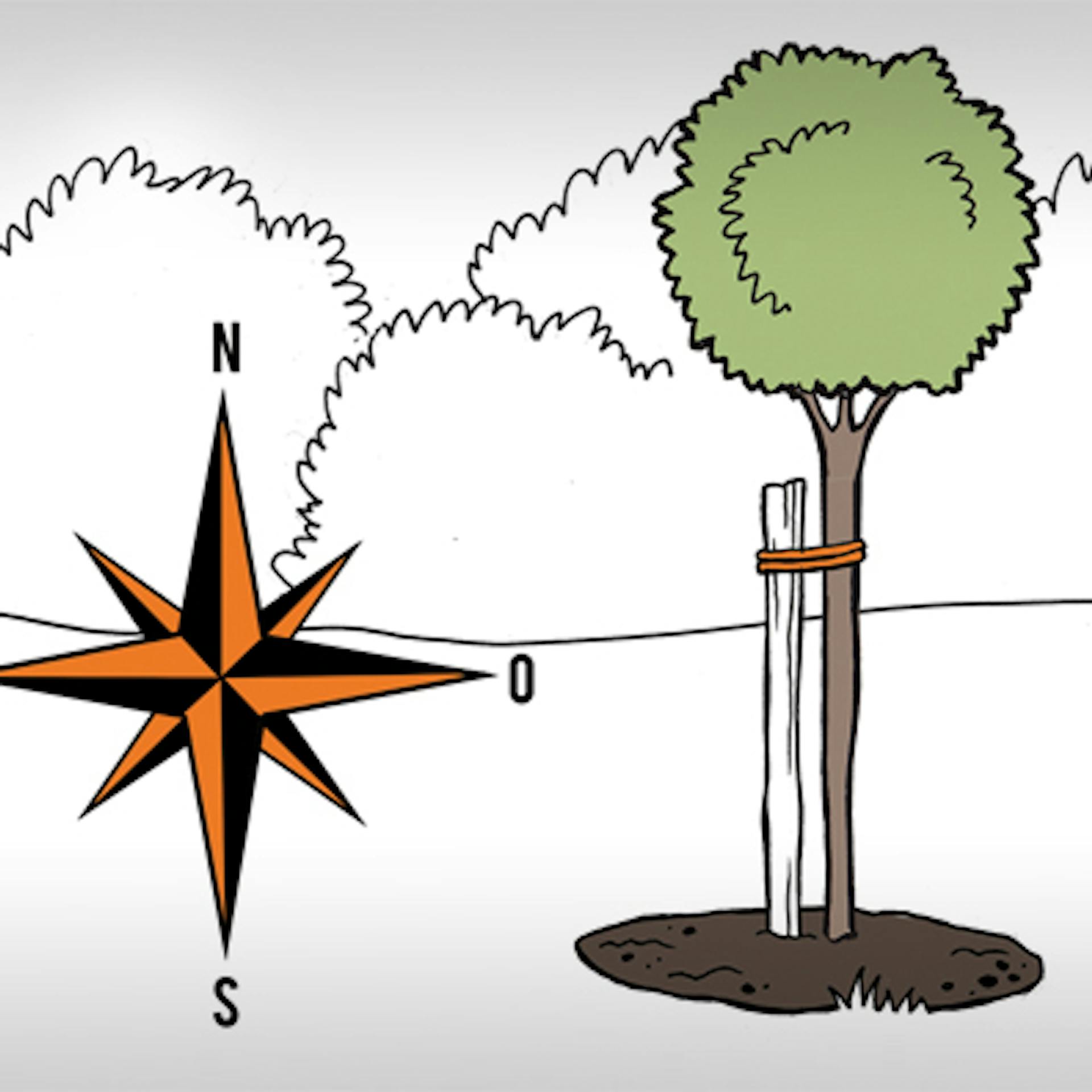 Podopretie a narovnanie stromu pomocou stĺpika a špagátu