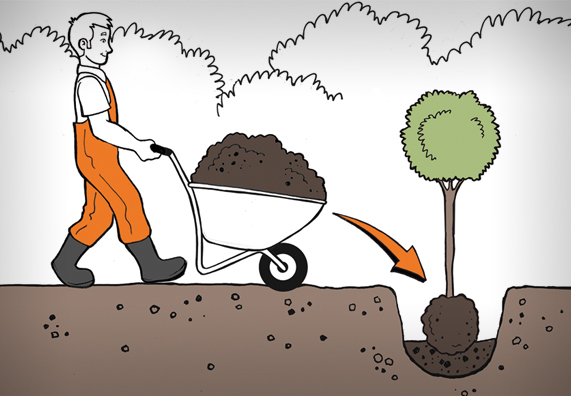 Baum pflanzen Tipps & Anleitung in 6 Schritten OBI