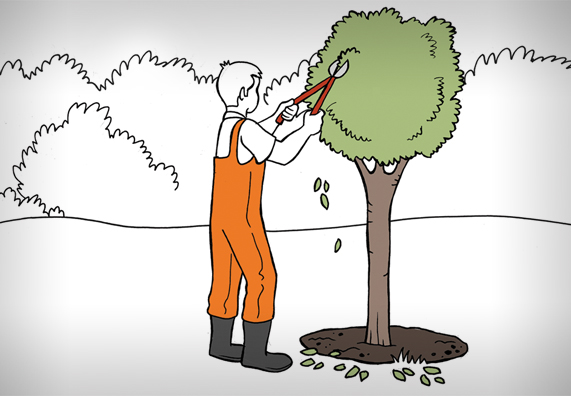 Pravidelný rez stromu