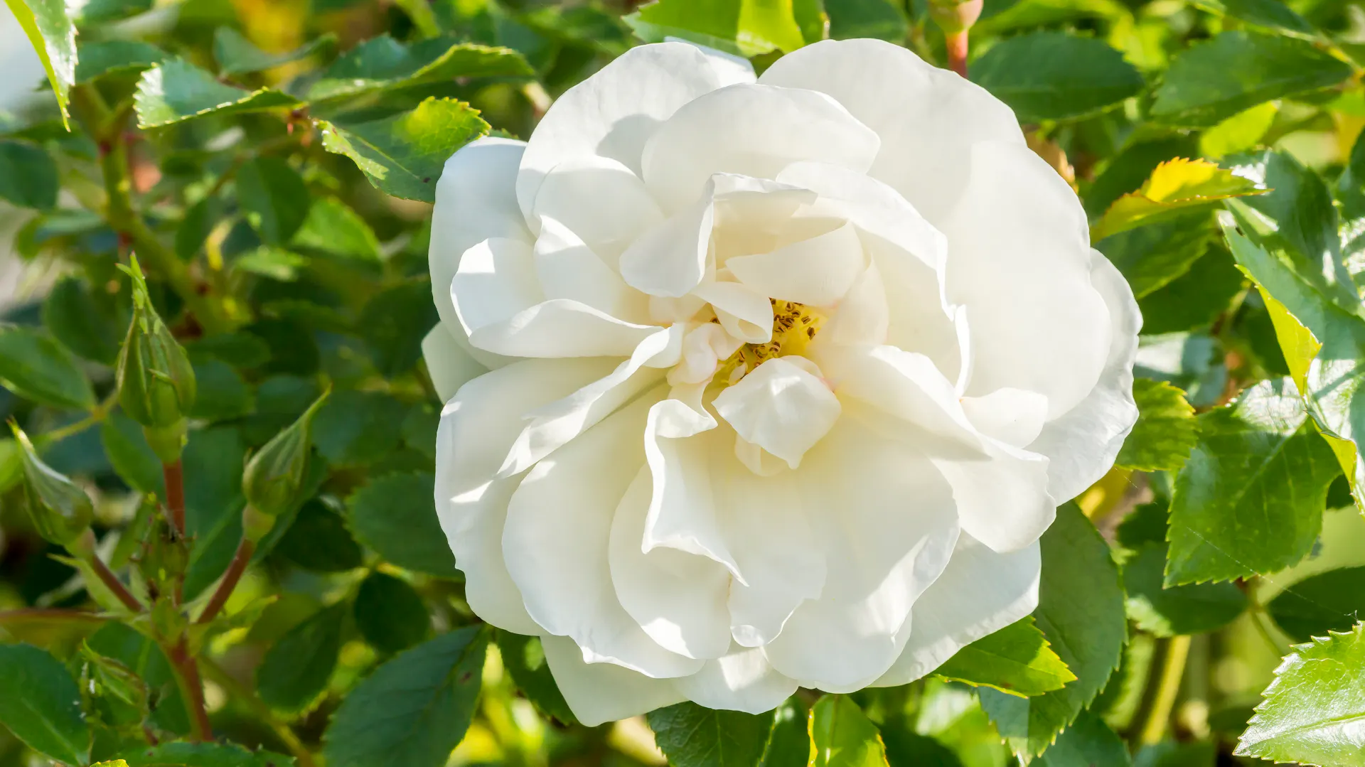 Blüte einer Containerrose.