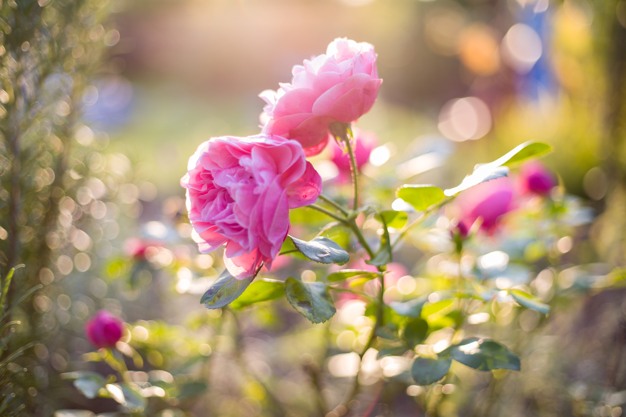 Containerrose in der Sonne.