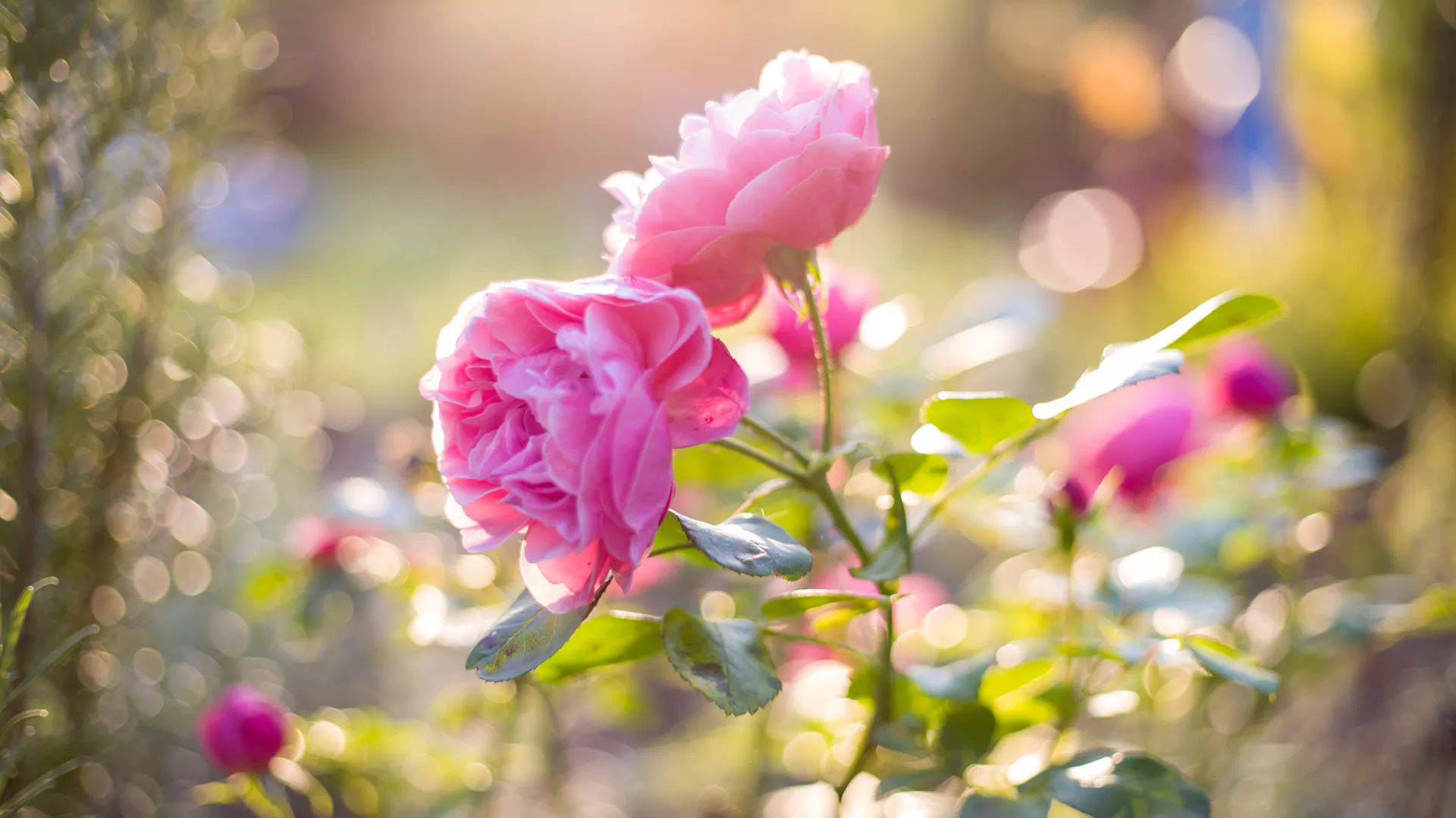 Containerrose in der Sonne.