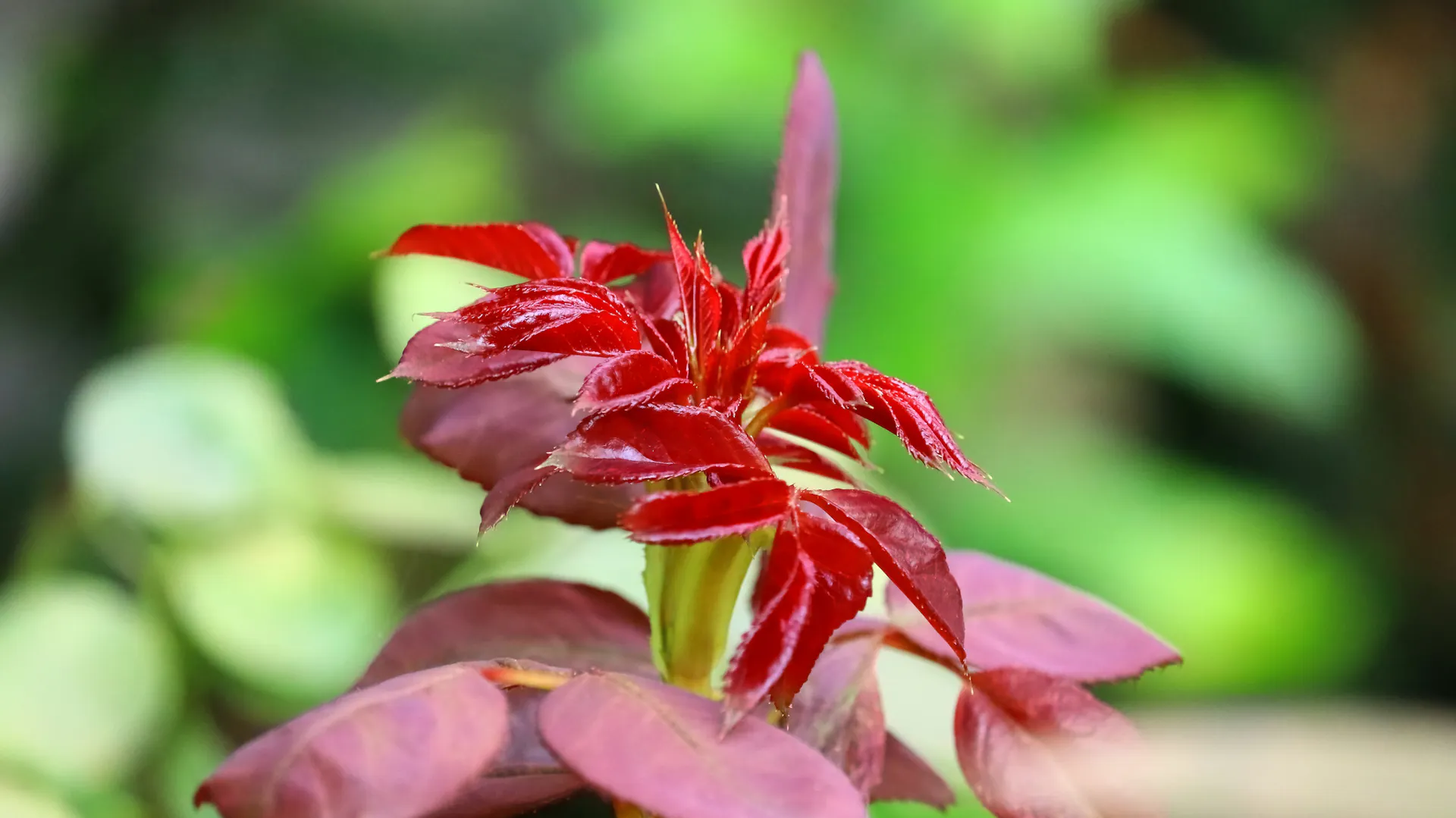 Triebe einer Containerrose.