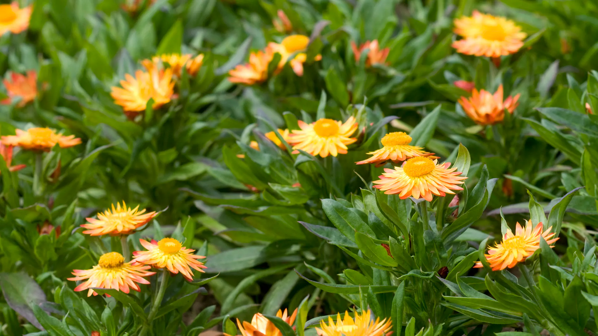 Blühende Strohblumen